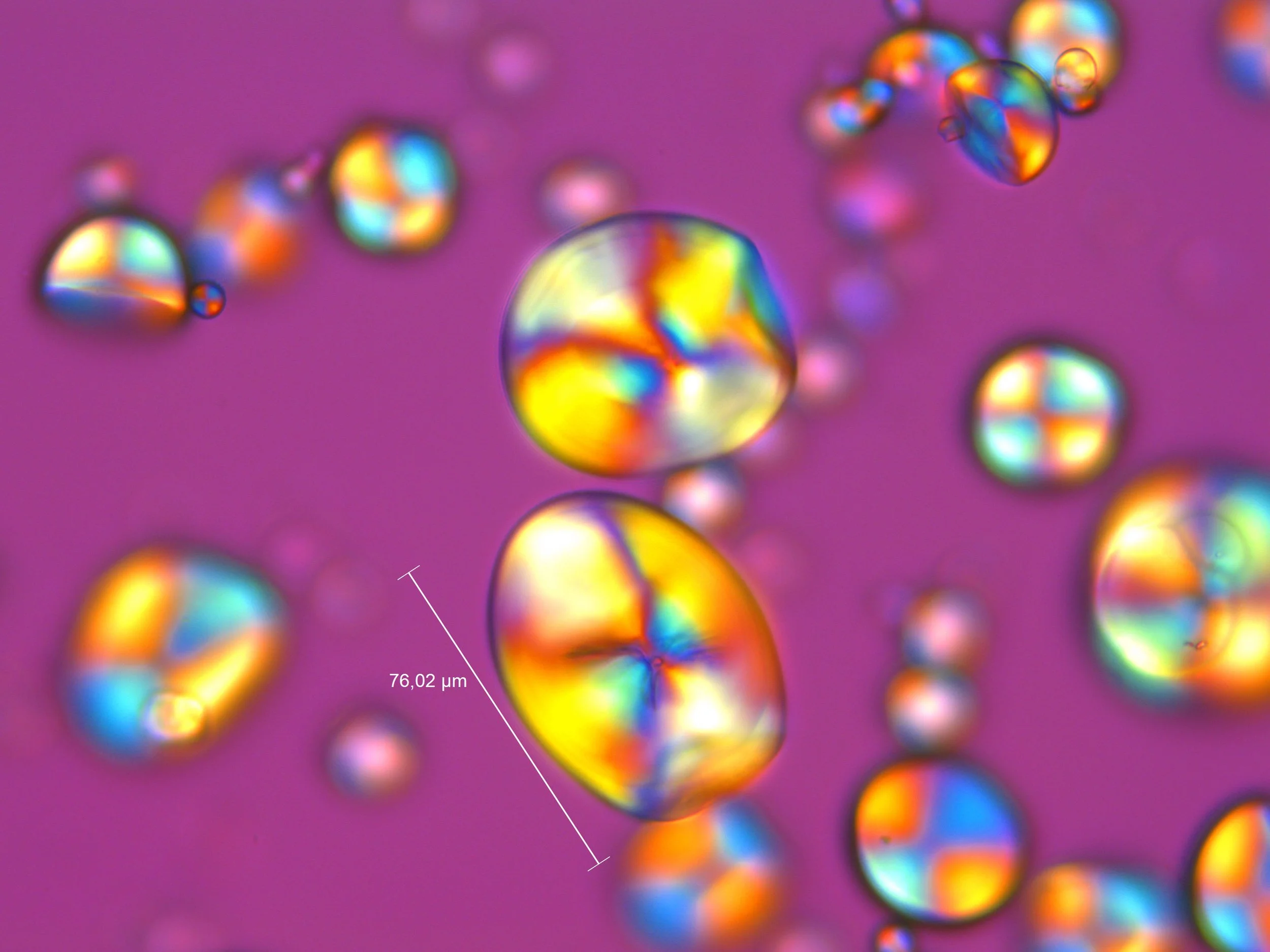 Zamia pumila Rio Piedras (5).jpg