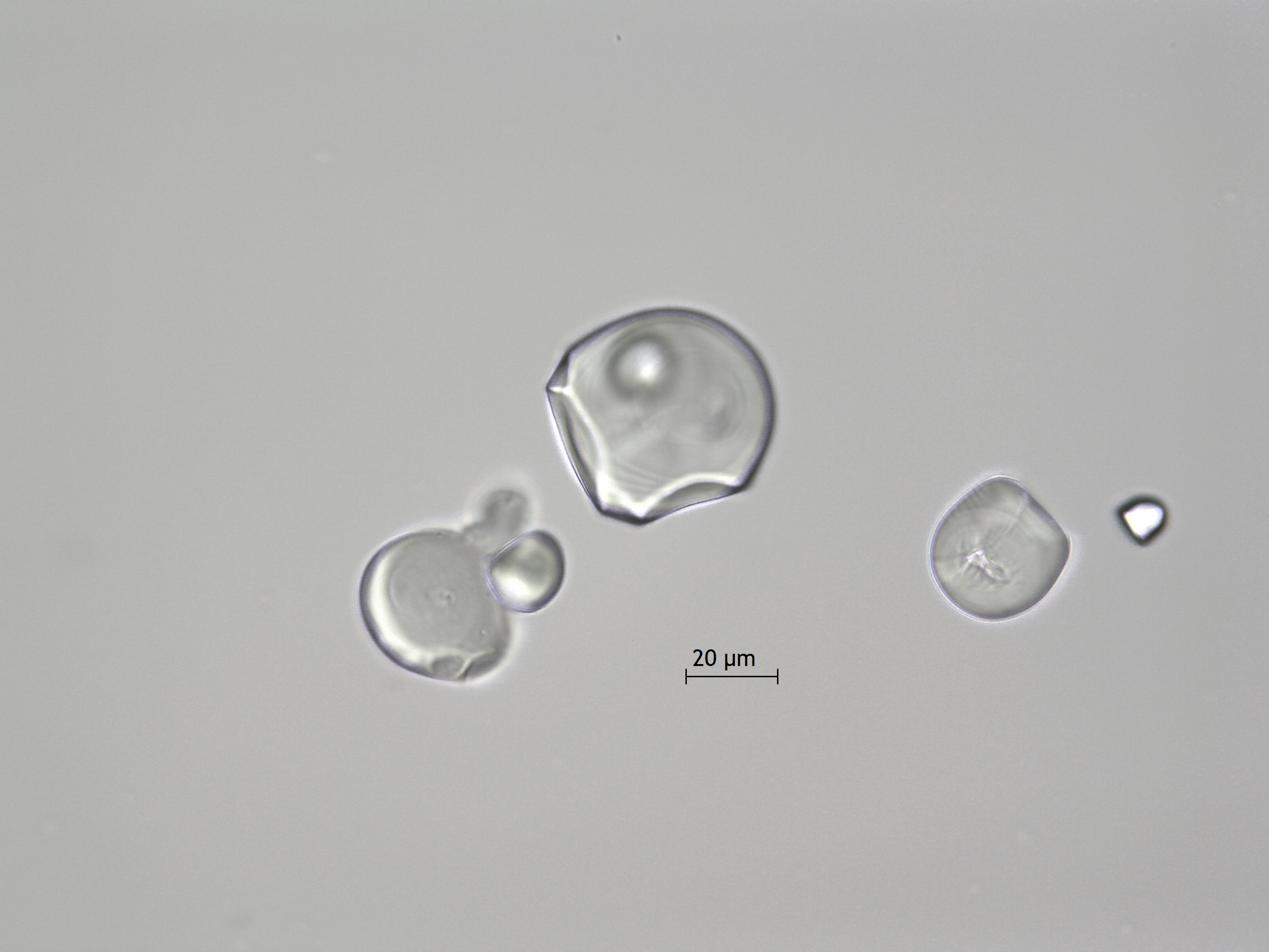 Zamia erosa-P (8).png