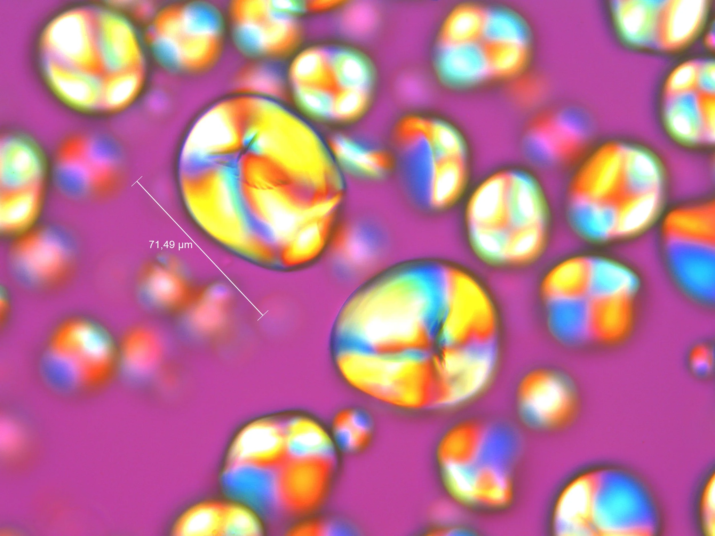 Zamia pumila Rio Piedras (1).jpg