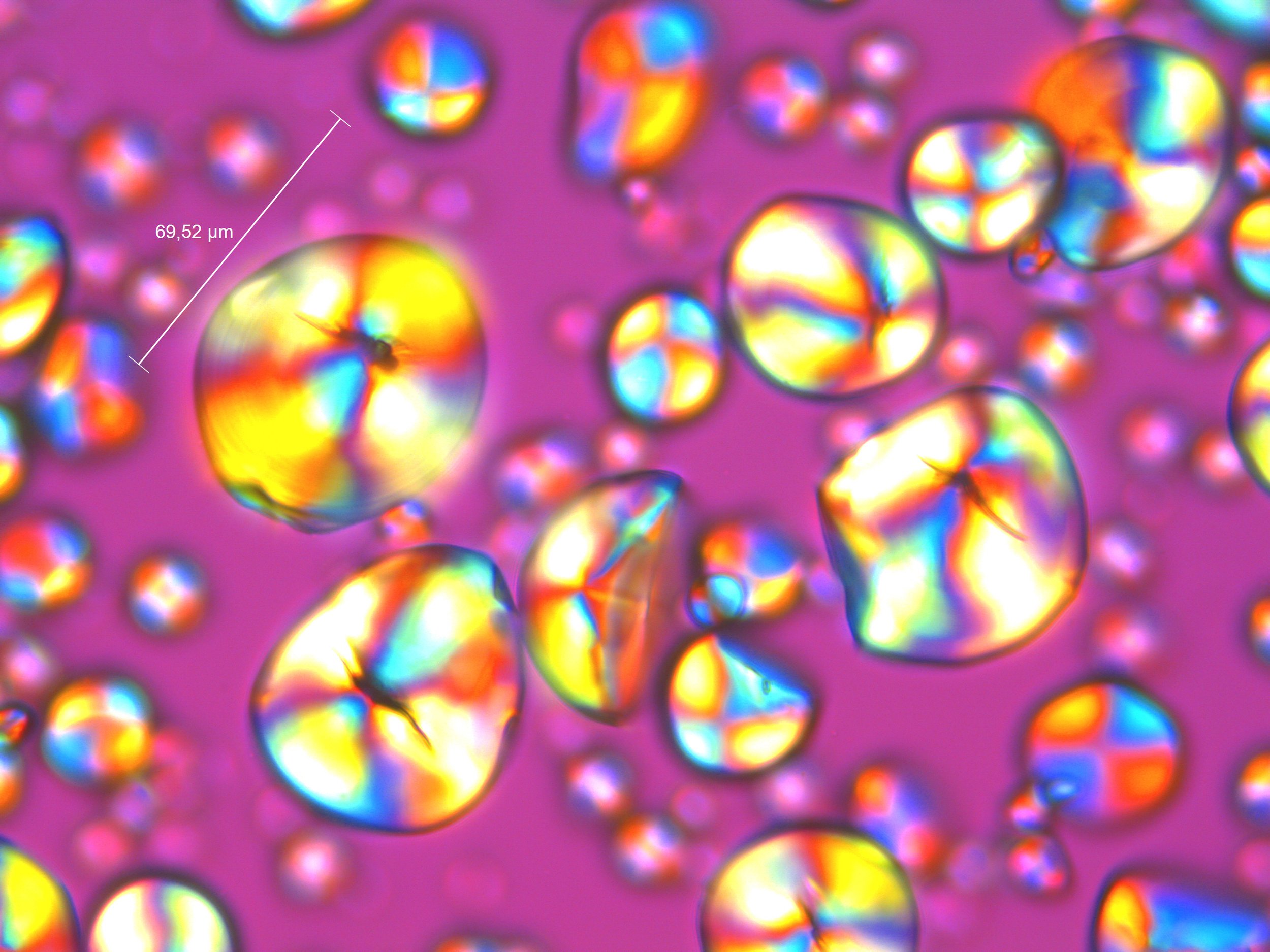 Zamia pumila Rio Piedras (7).jpg