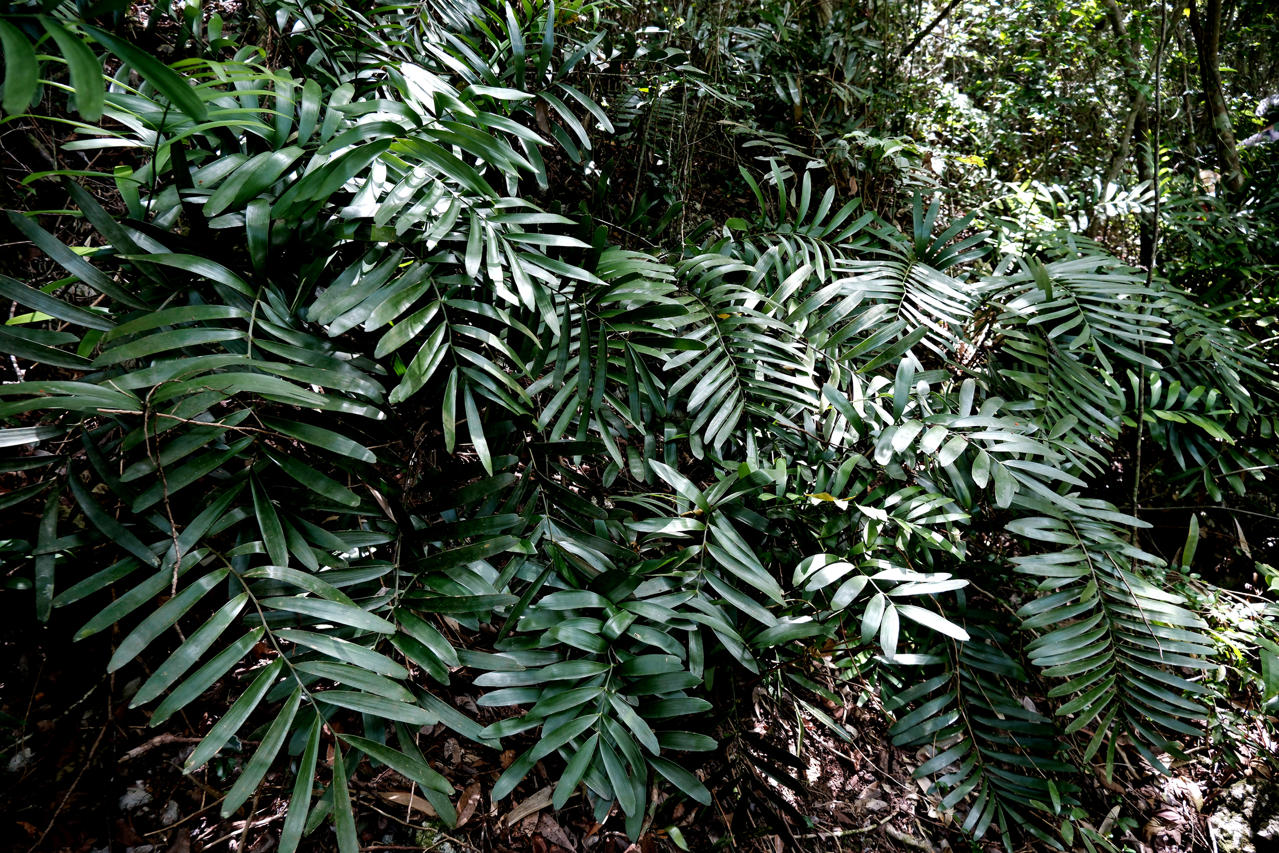 Lo que queda: encuentro varios miles de años después, recorrido como parte de la programación pública del Laboratorio Marunguey de Jaime Pagán Jiménez en Finca Gaia, Dorado.