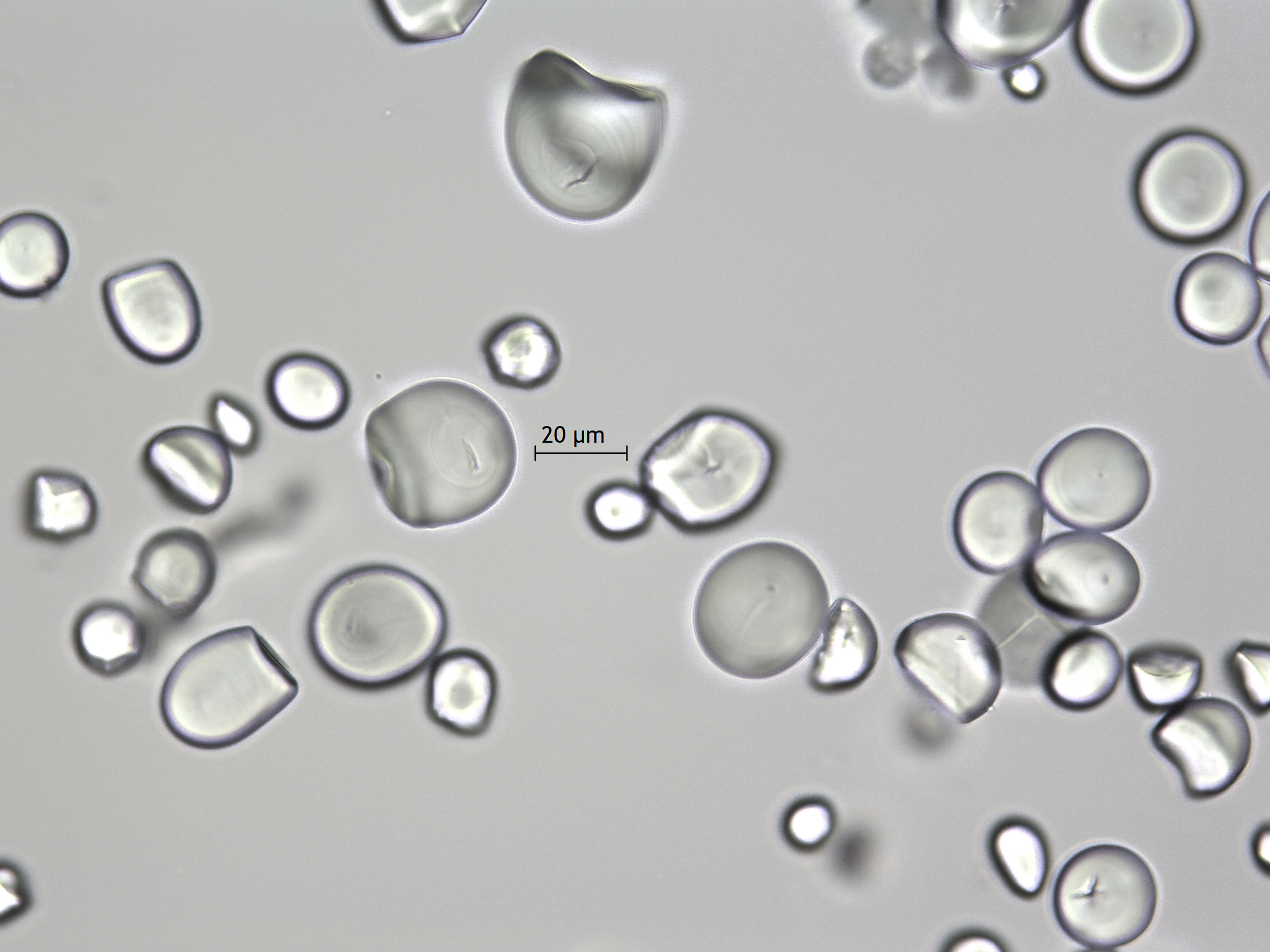 Zamia erosa-P (1).png