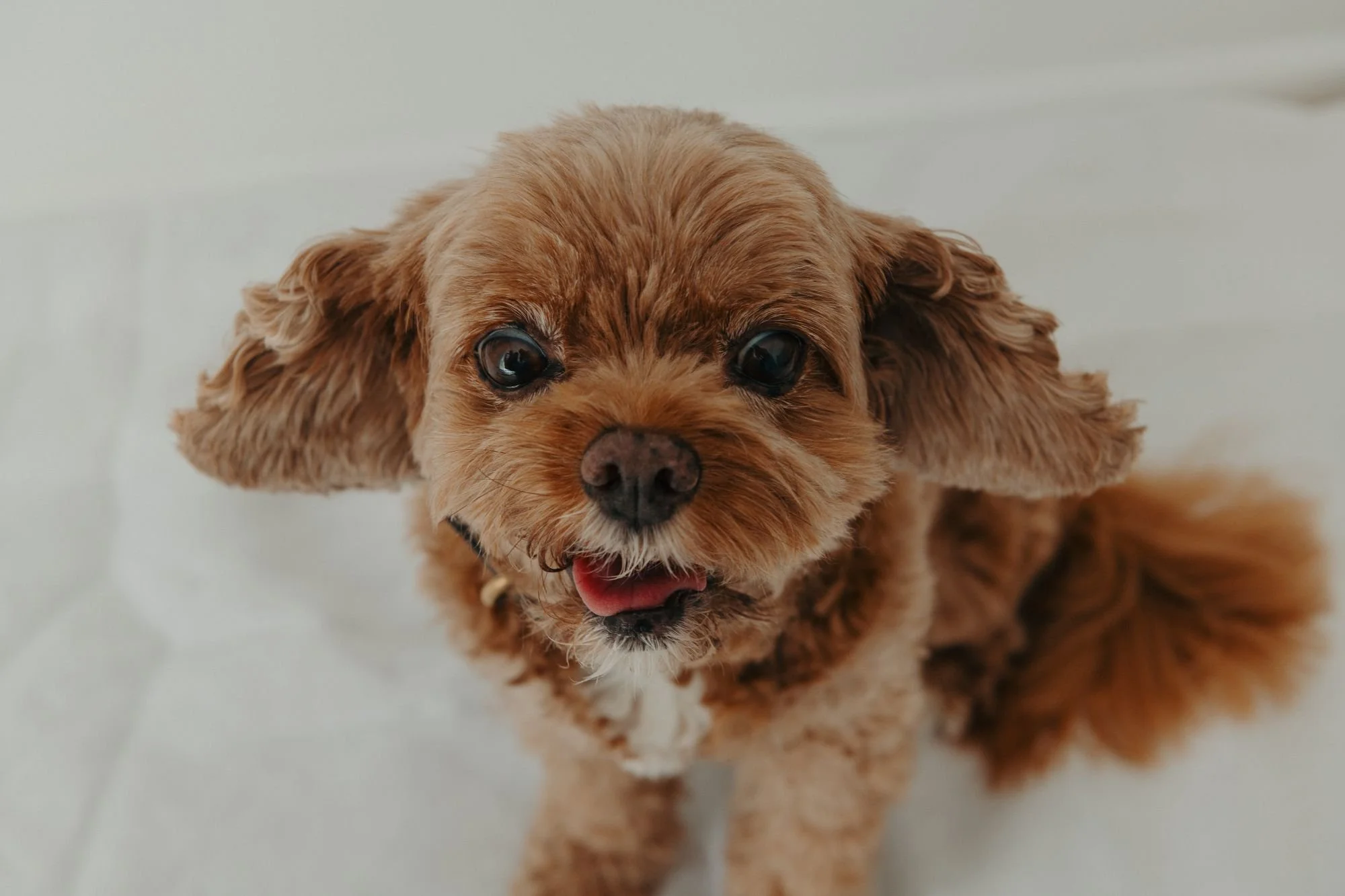 Ruby the Creative Autonomy Dog