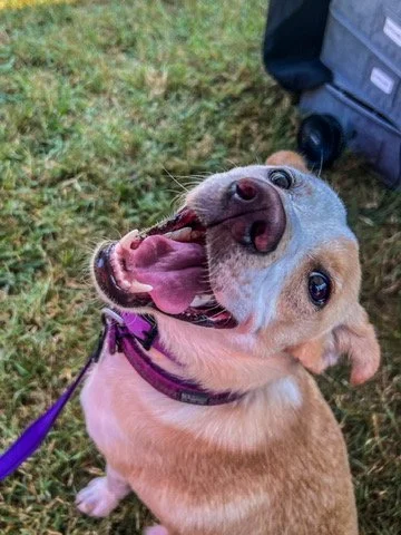 Happy dog with purple harness looking up and smiling on grass.