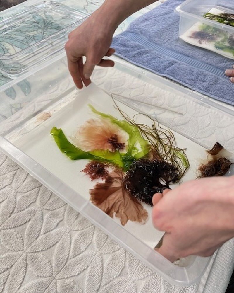 Coming Soon! Seaweed Pressing Workshop. To be notified when registration opens type &lsquo;Seaweed&rsquo; in the comments.

The details are&hellip;

Thursday July 18 , 10am - 1pm
Thursday July 18 , 2pm - 5pm

Seaweed Pressing Workshop 
with Saltwater
