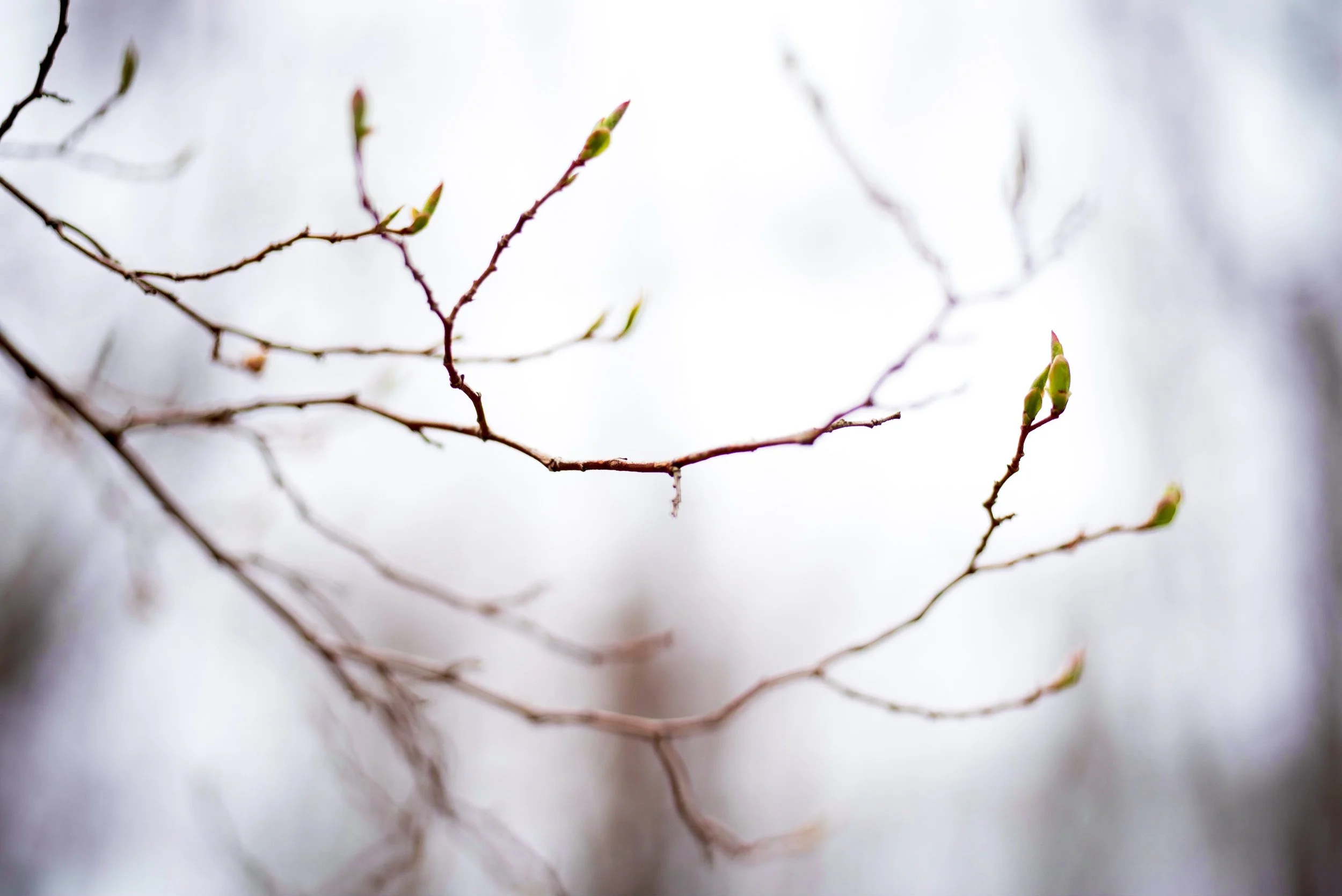 MfFanellispring branchesIPigmentprint.jpg