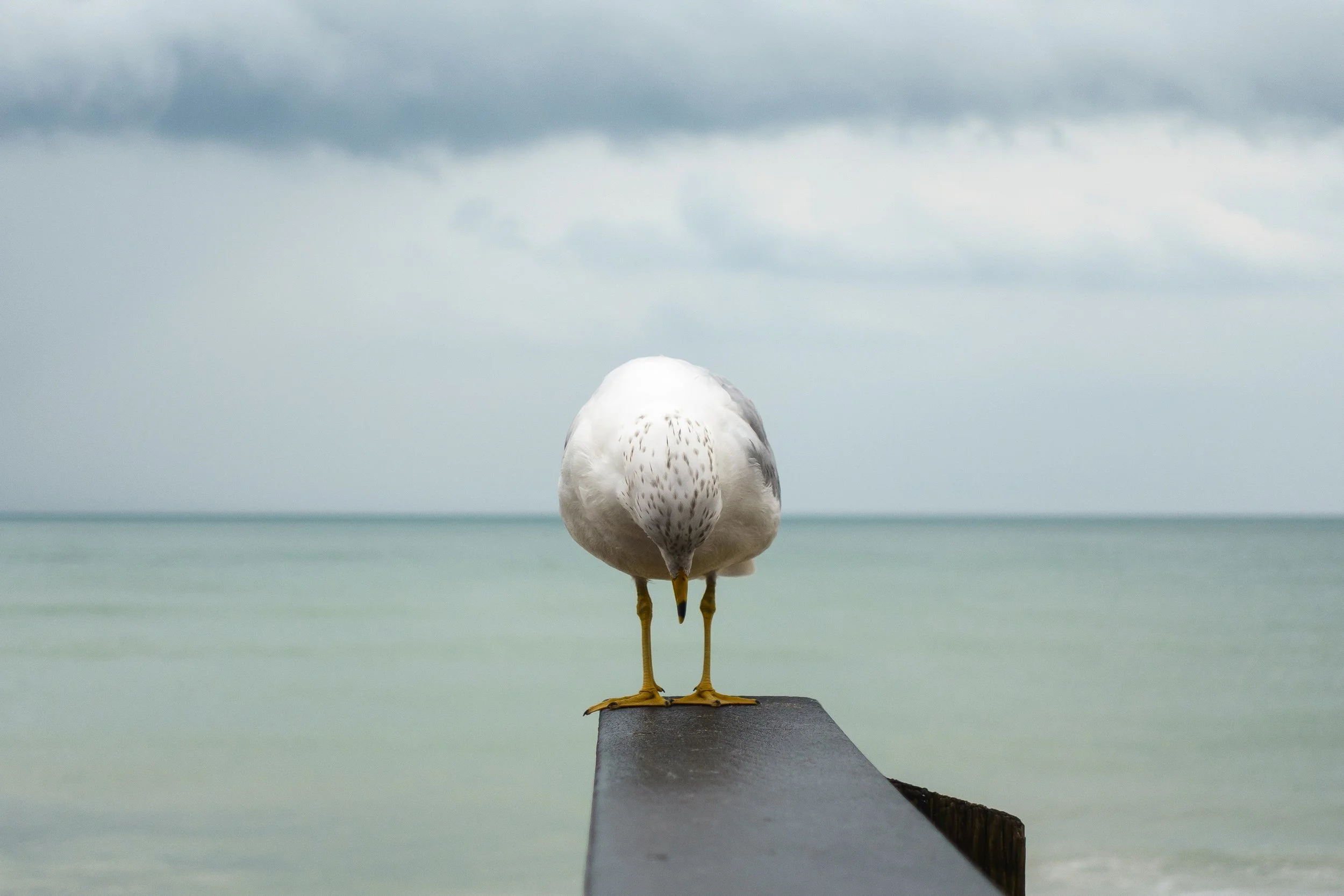 Chance Encounters PR-10.jpg