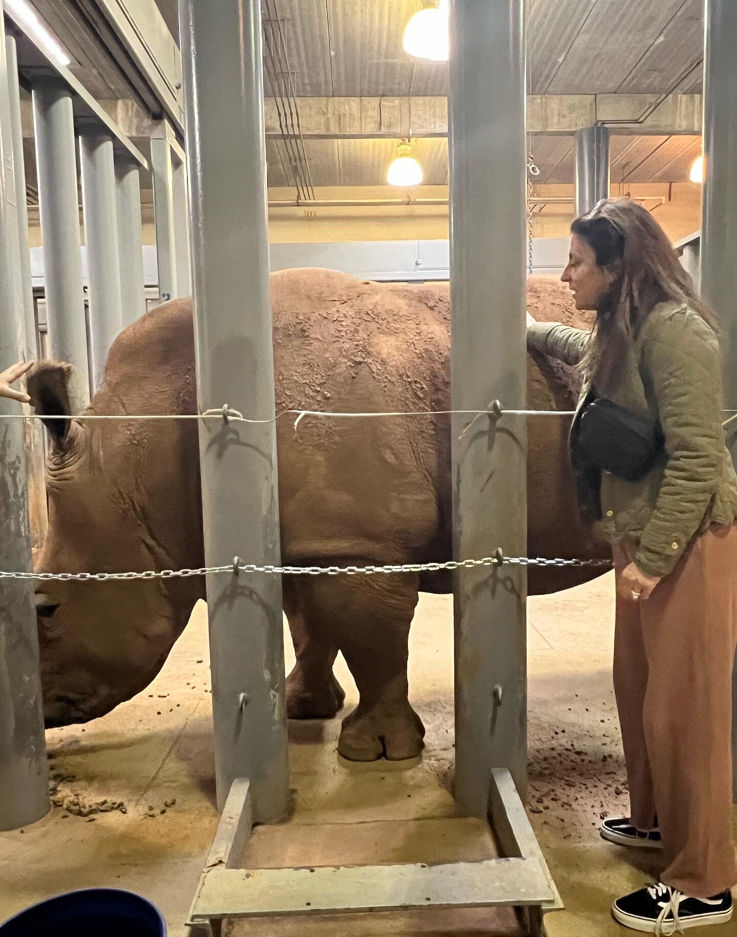 🎶 Happy Birthday to you (Carla), backstage at the zoo, with the rhinos and dinos, as y&rsquo;awl turned fifty-two! 🎶  #loveyalots 🥳 🎂 🎉 🦏 🐐 🐯 🦘🐊 🦩🦥🦒🦓 #canipetdatdawg