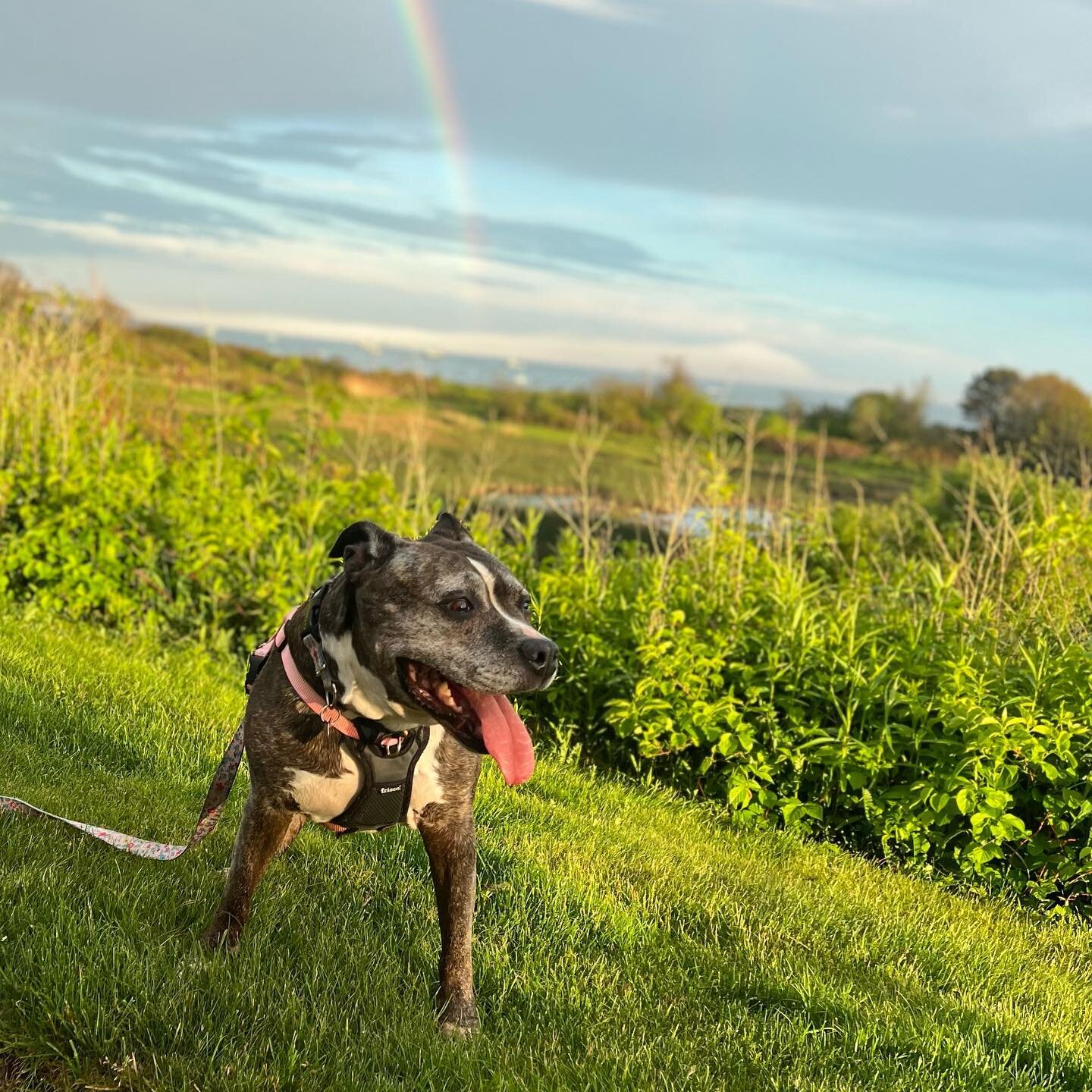 Look what we found at the end of the rainbow 🌈 🐶