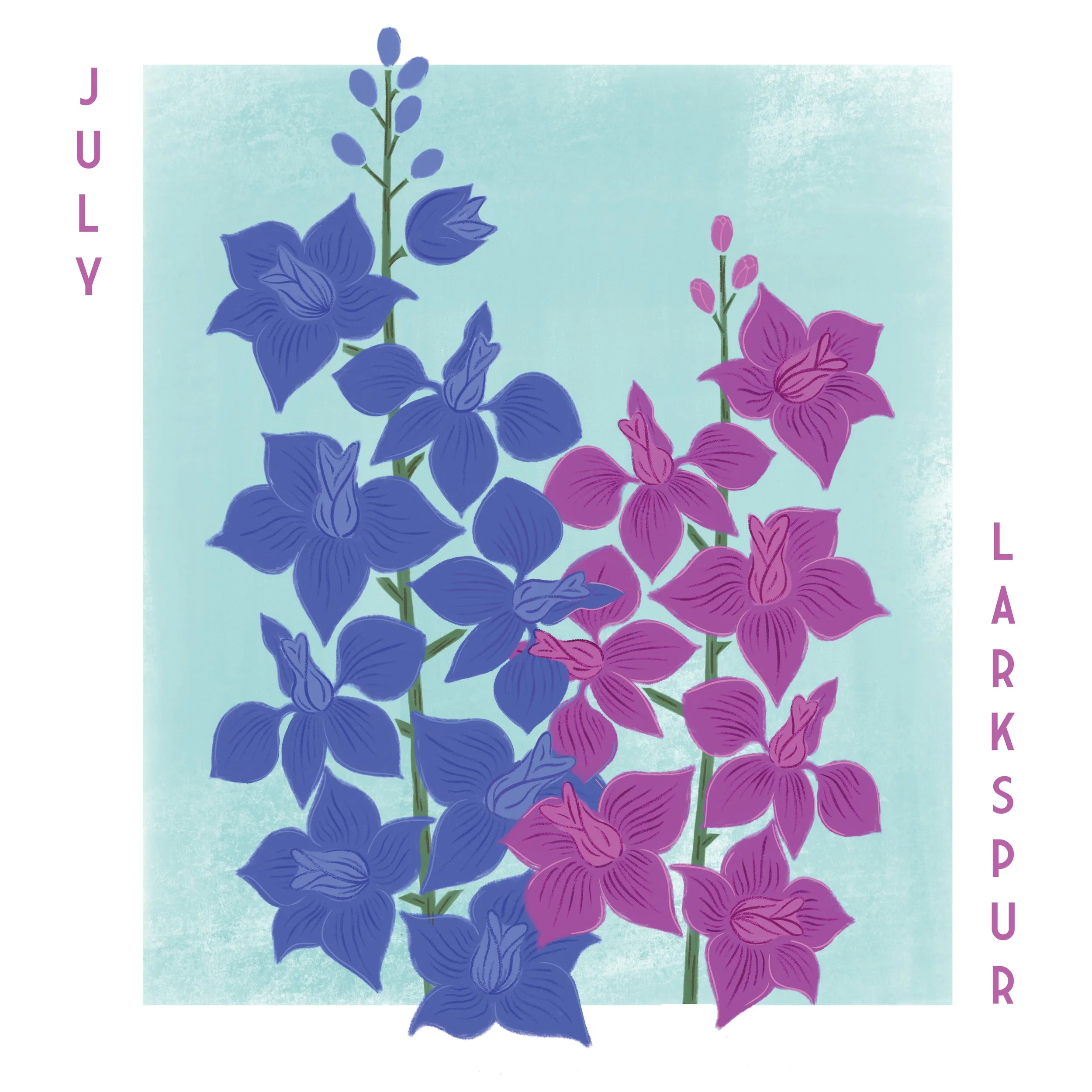 Larkspur.jpg