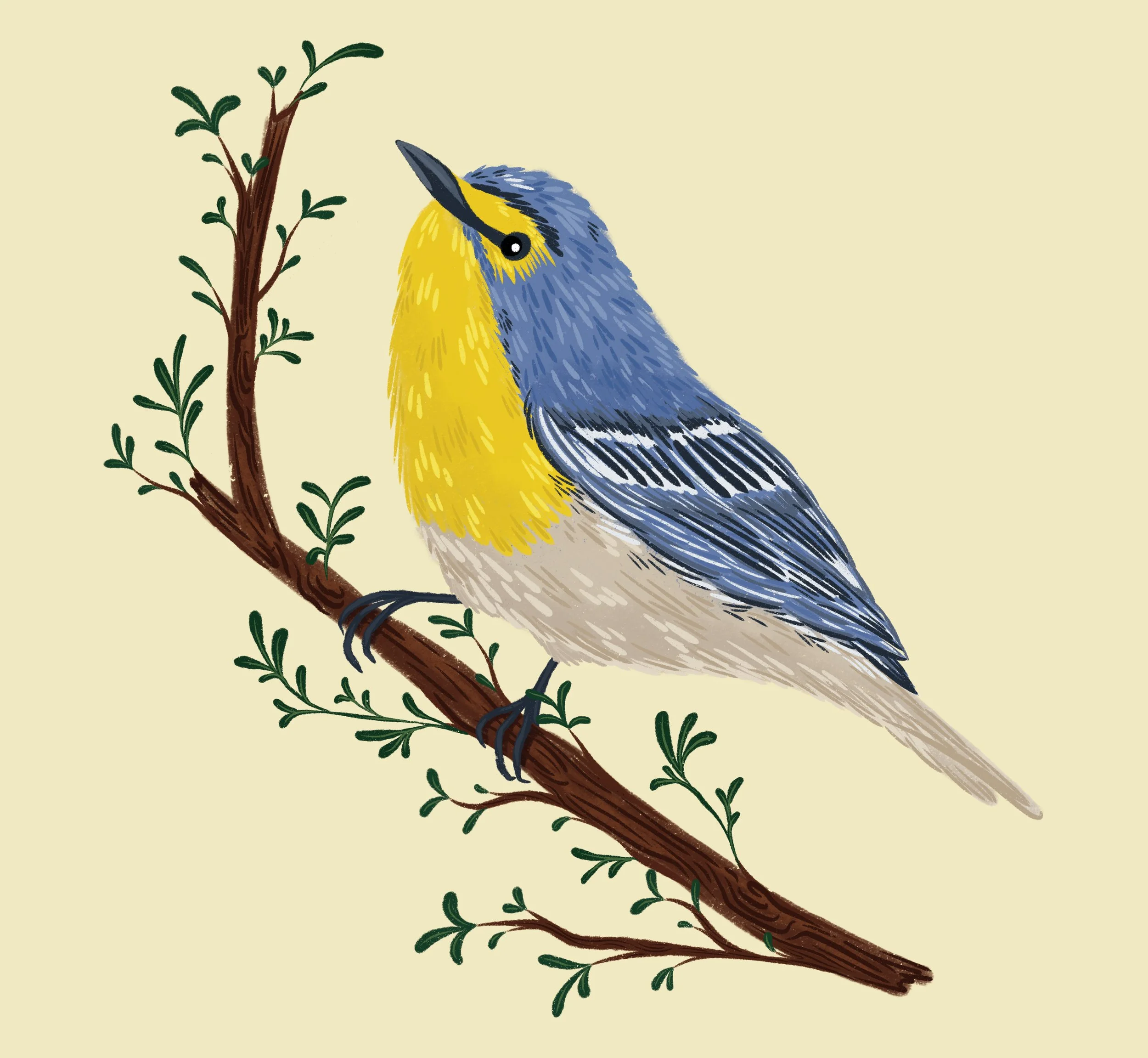 Grace's Warbler.jpg