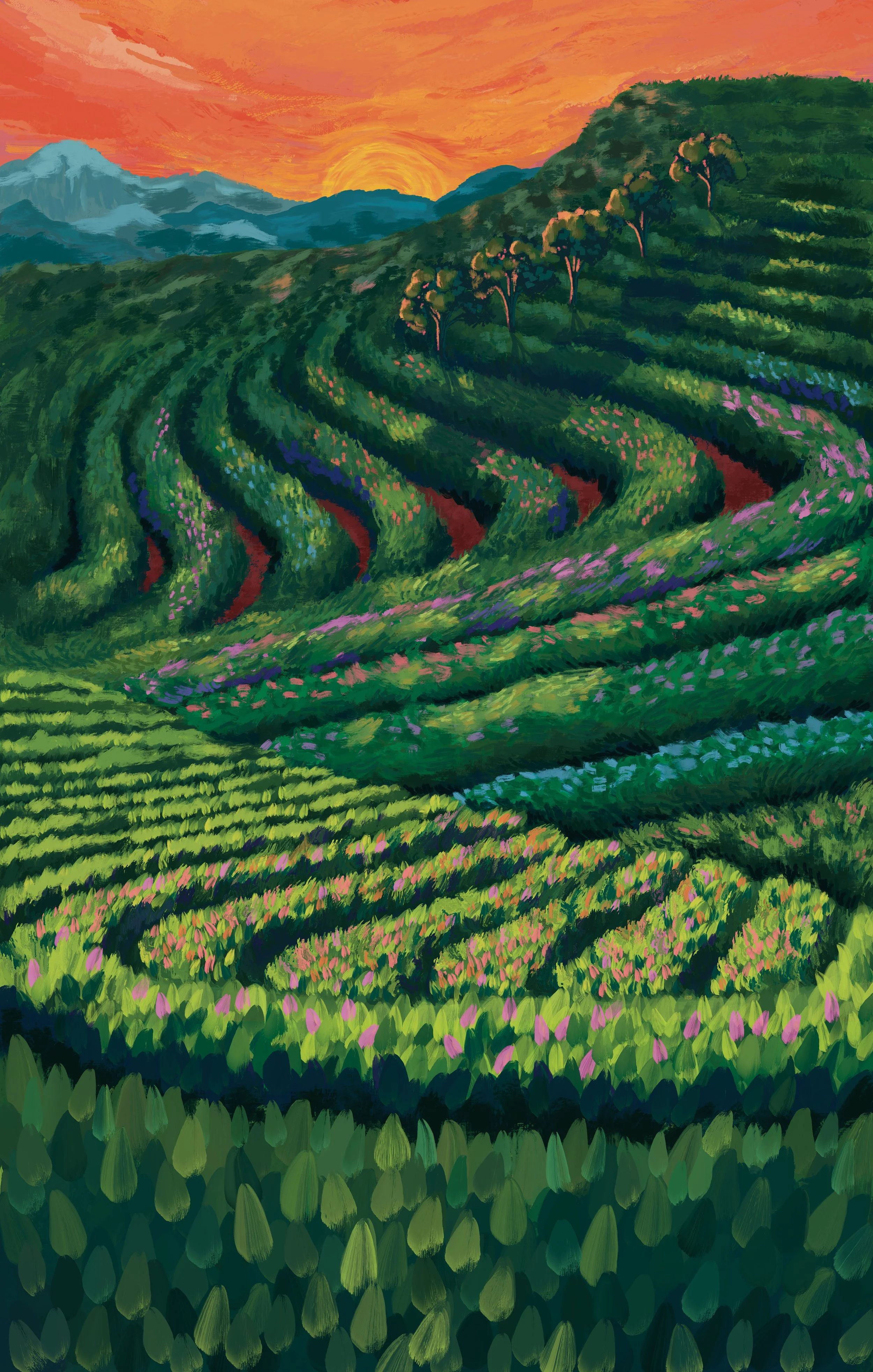 Green Tea Field.jpg