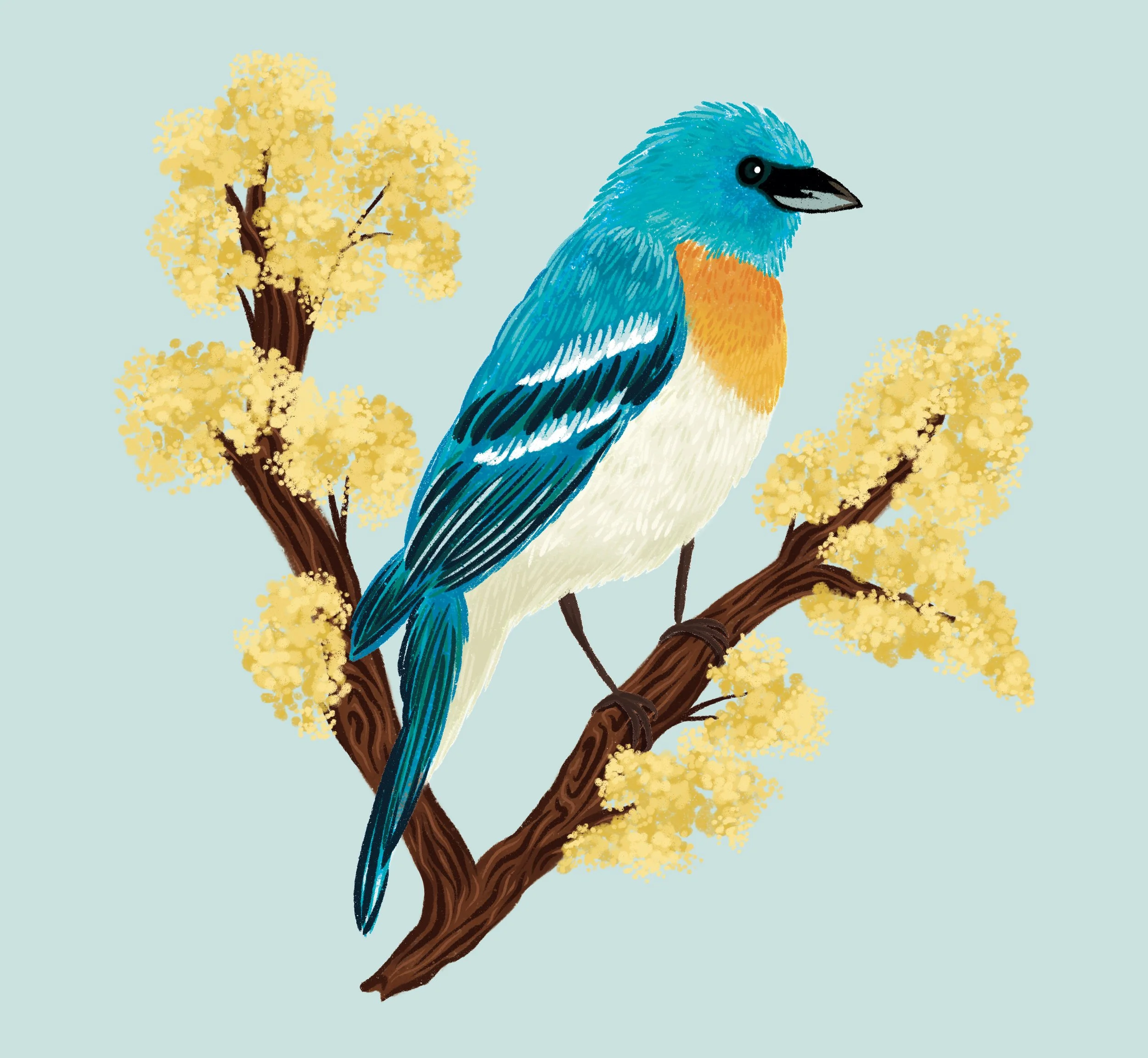 Lazuli Bunting.jpg