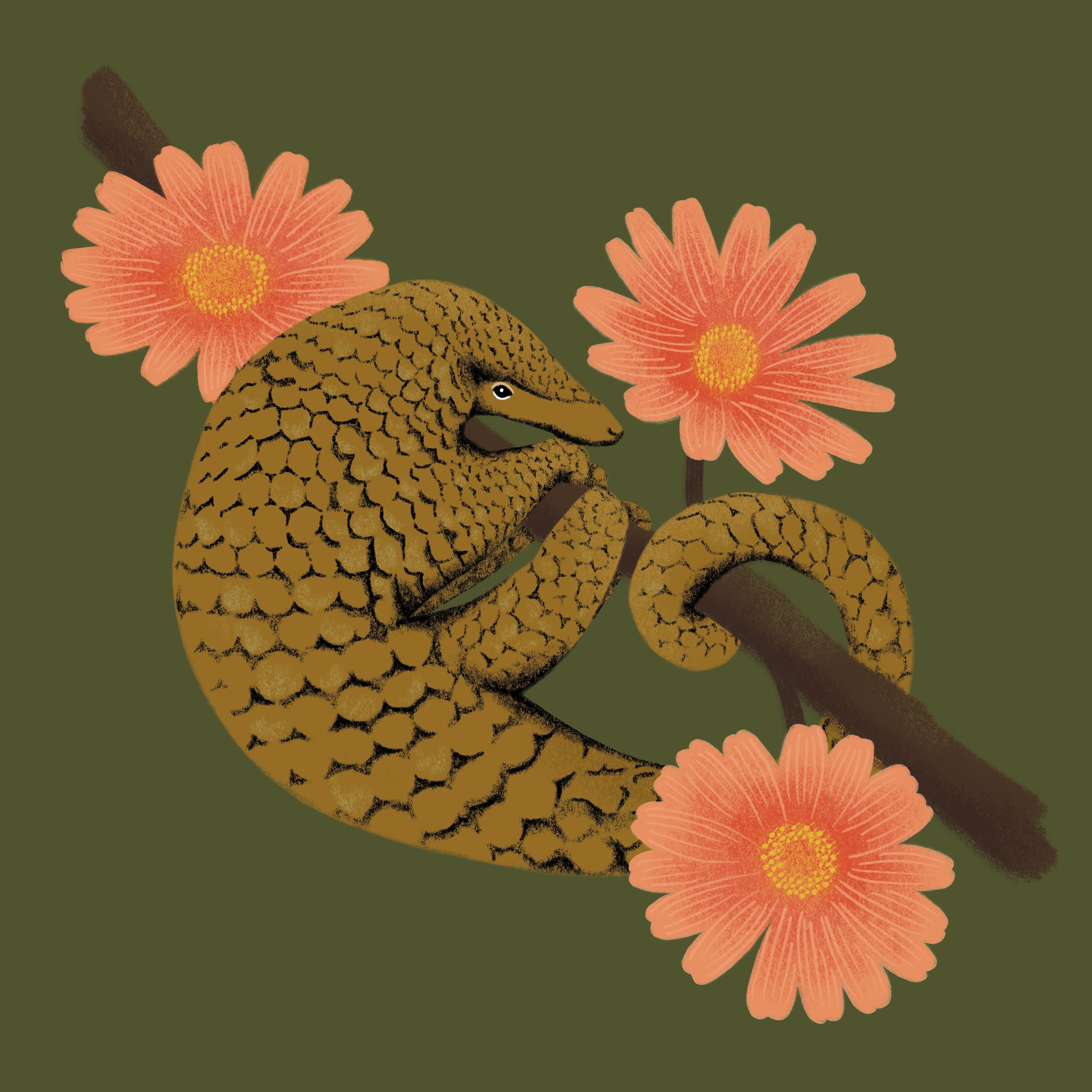 Pangolin.jpg