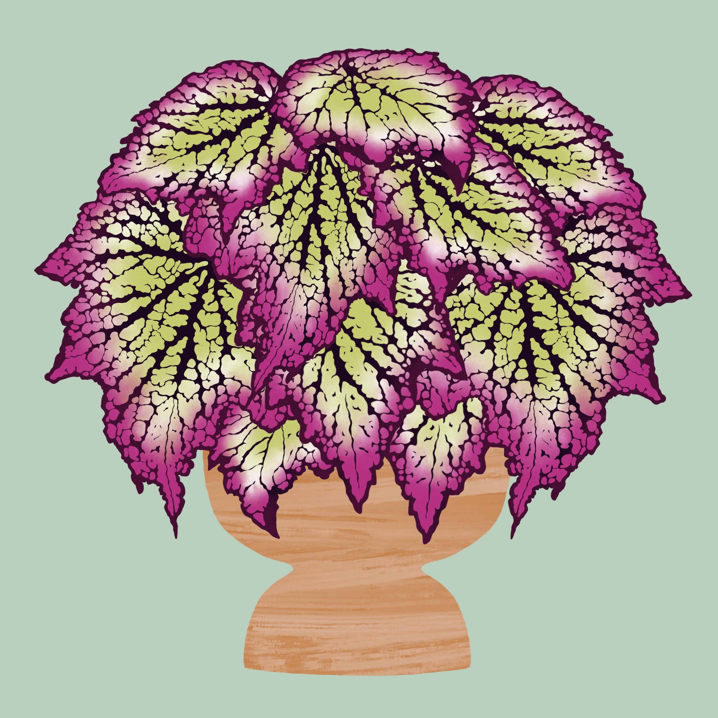 Rex Begonia.jpg