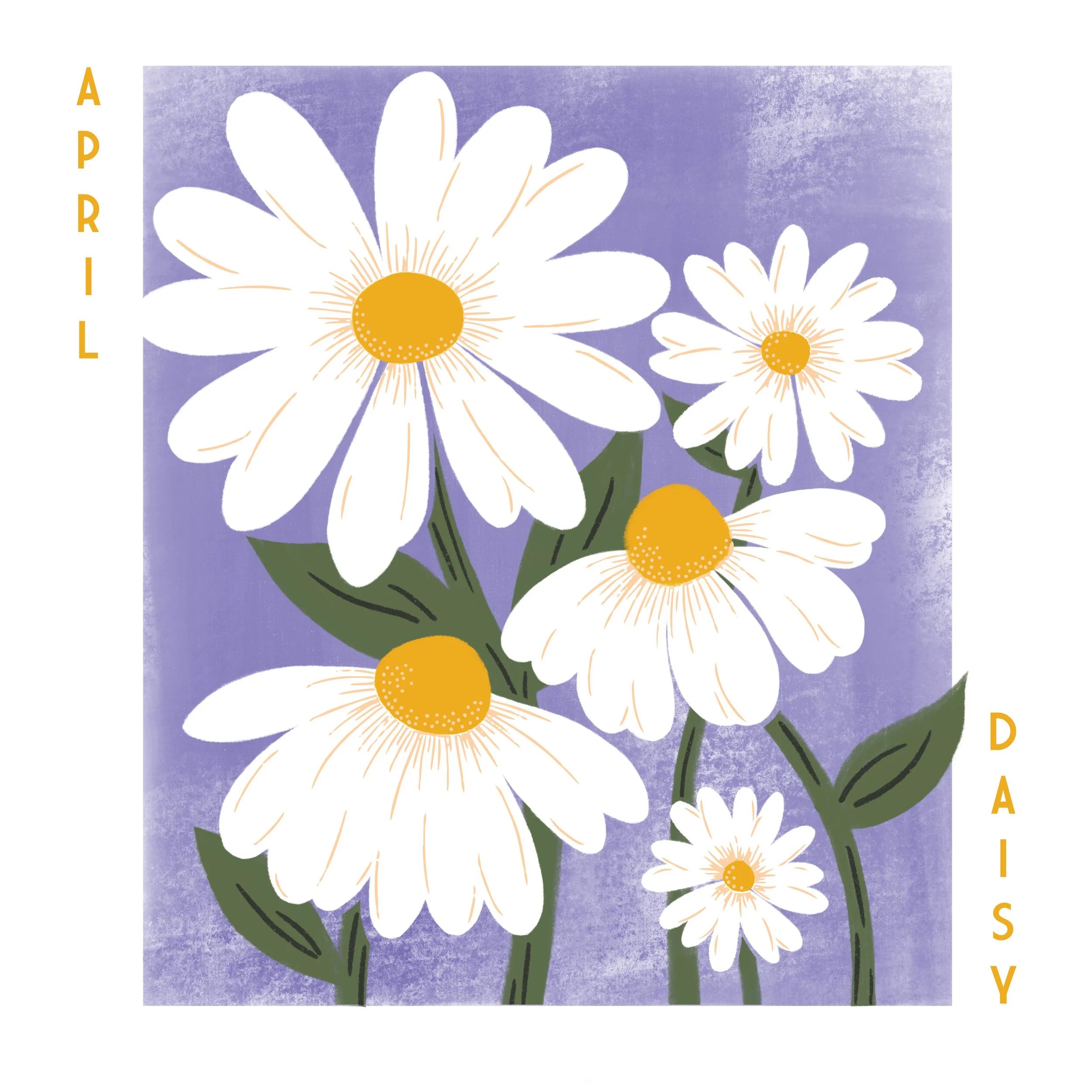 Daisy.jpg