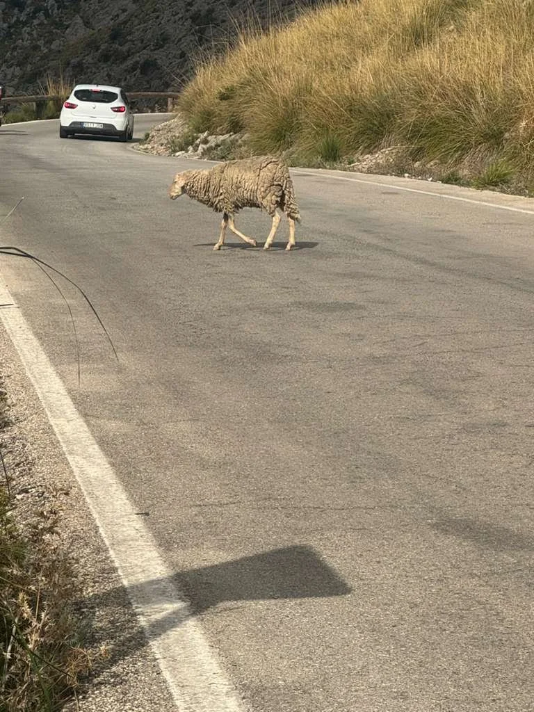 WhatsApp Image 2025-10-09 at 11.00.40_80536aa4.jpg