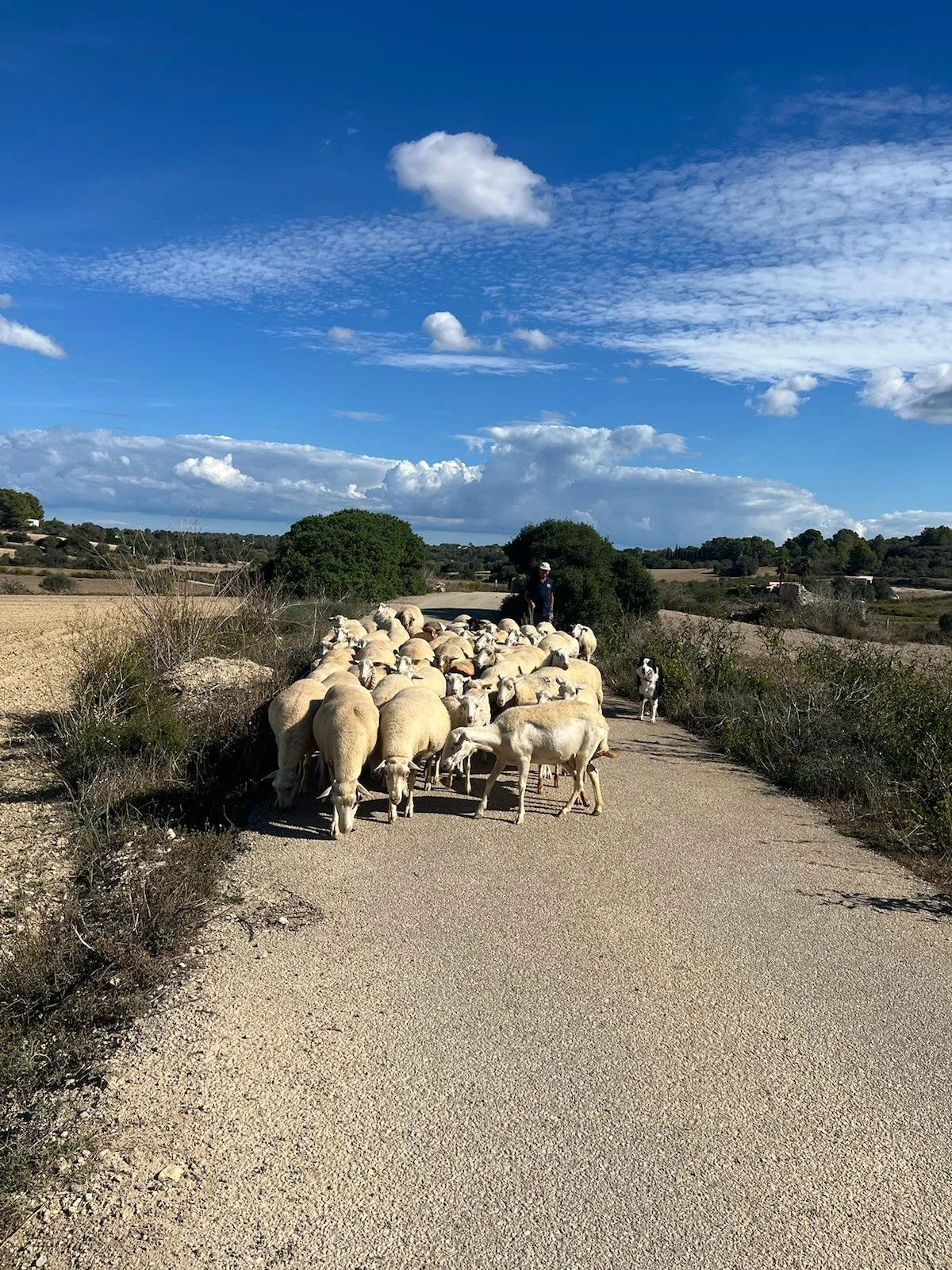 WhatsApp Image 2024-10-19 at 08.19.52_5c4c46f5.jpg