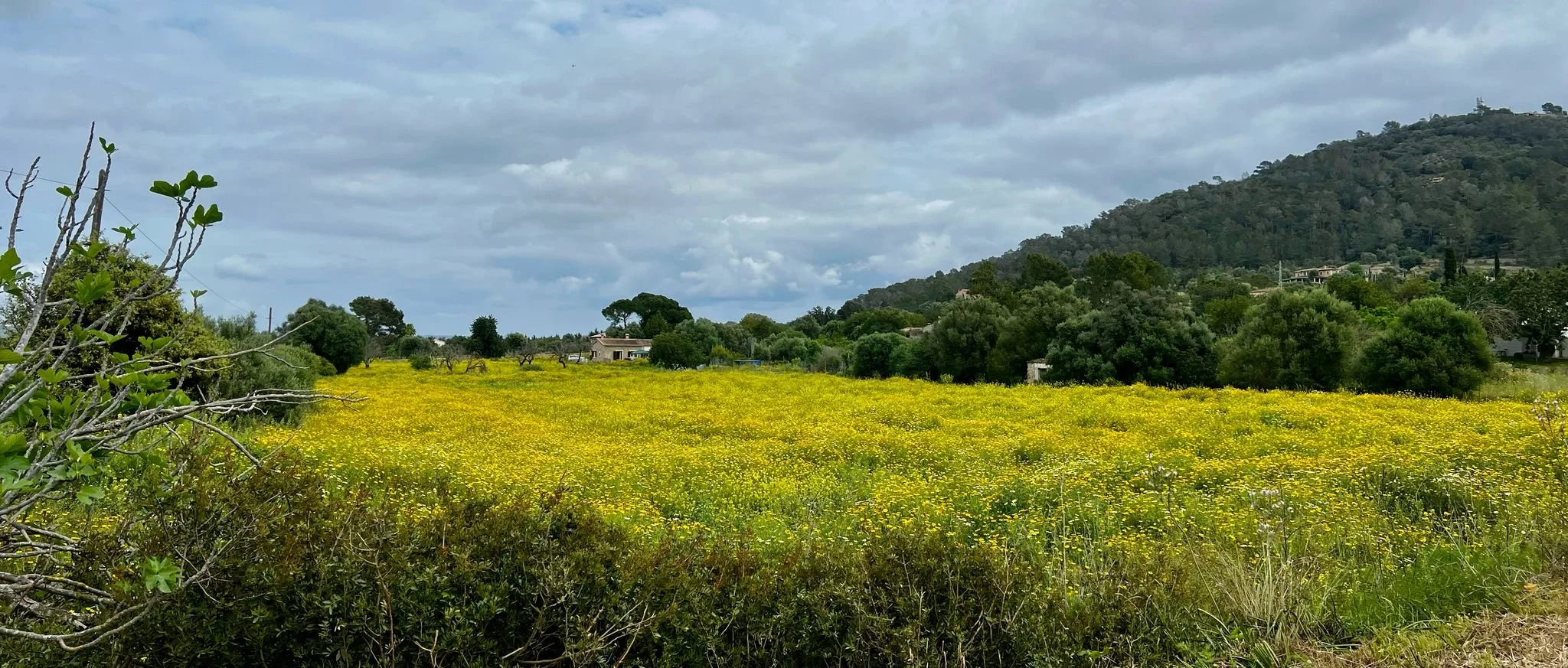 WhatsApp Image 2025-04-13 at 09.45.52_91926cd6.jpg