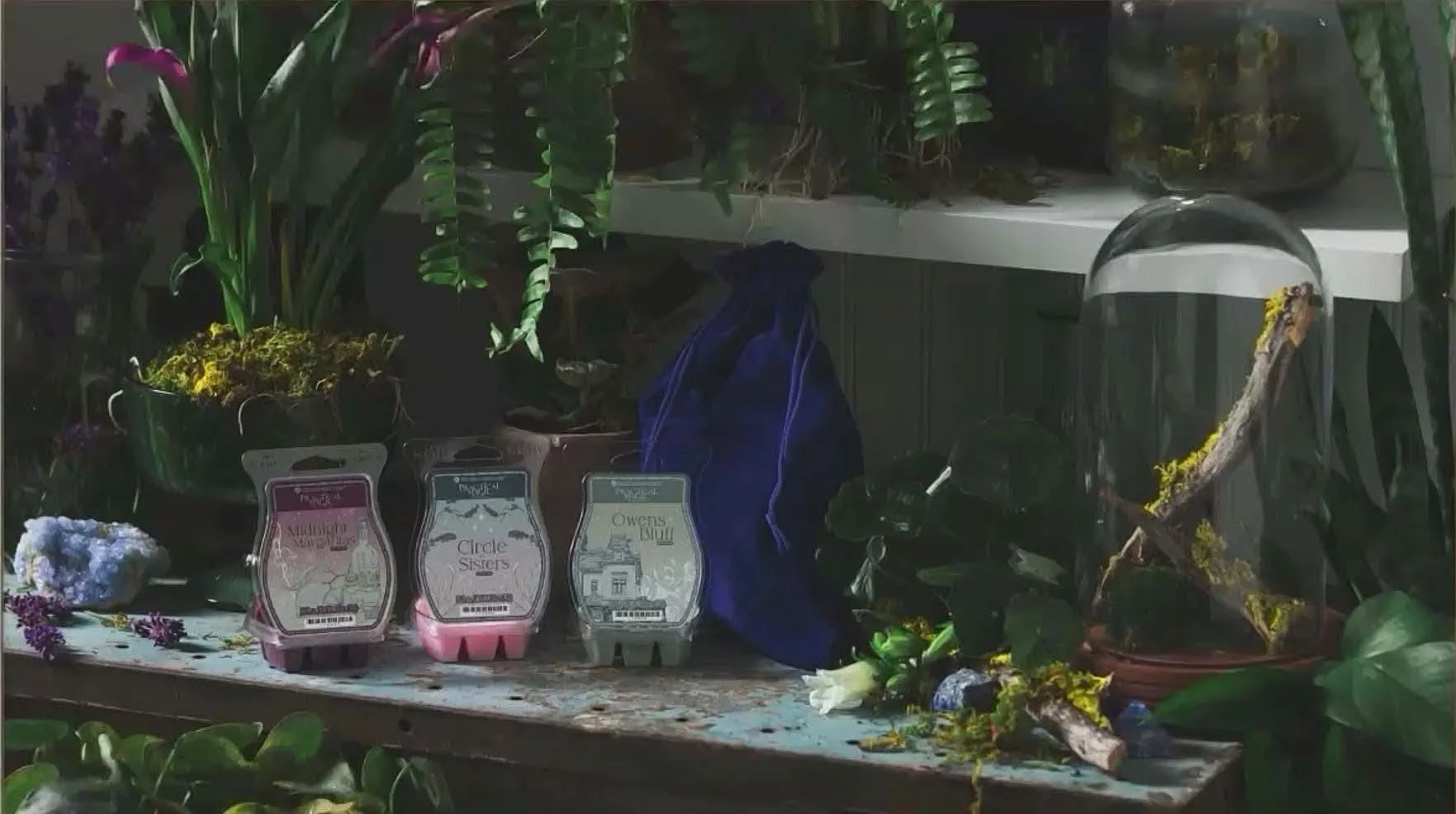 Scentsy Practical Magic Wax Collection featuring the Midnight Margaritas, Circle Sisters and Owens Bluff Wax Bars displayed with lush greenery, botanical décor and mystical accents inspired by the Practical Magic Collection