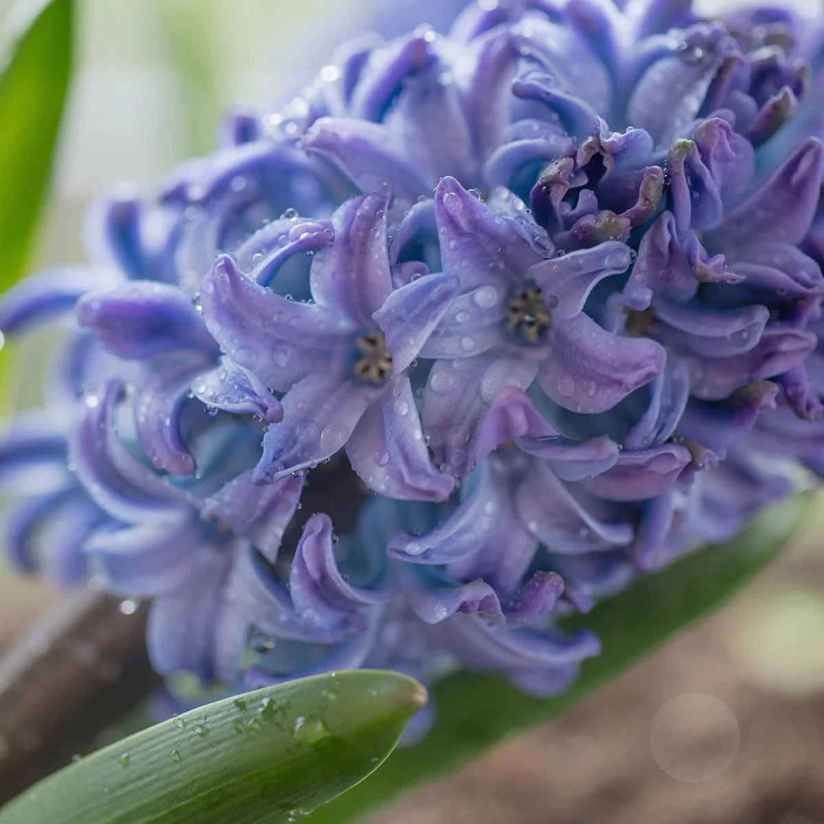 Blue Hyacinth Scentsy Wax Bar