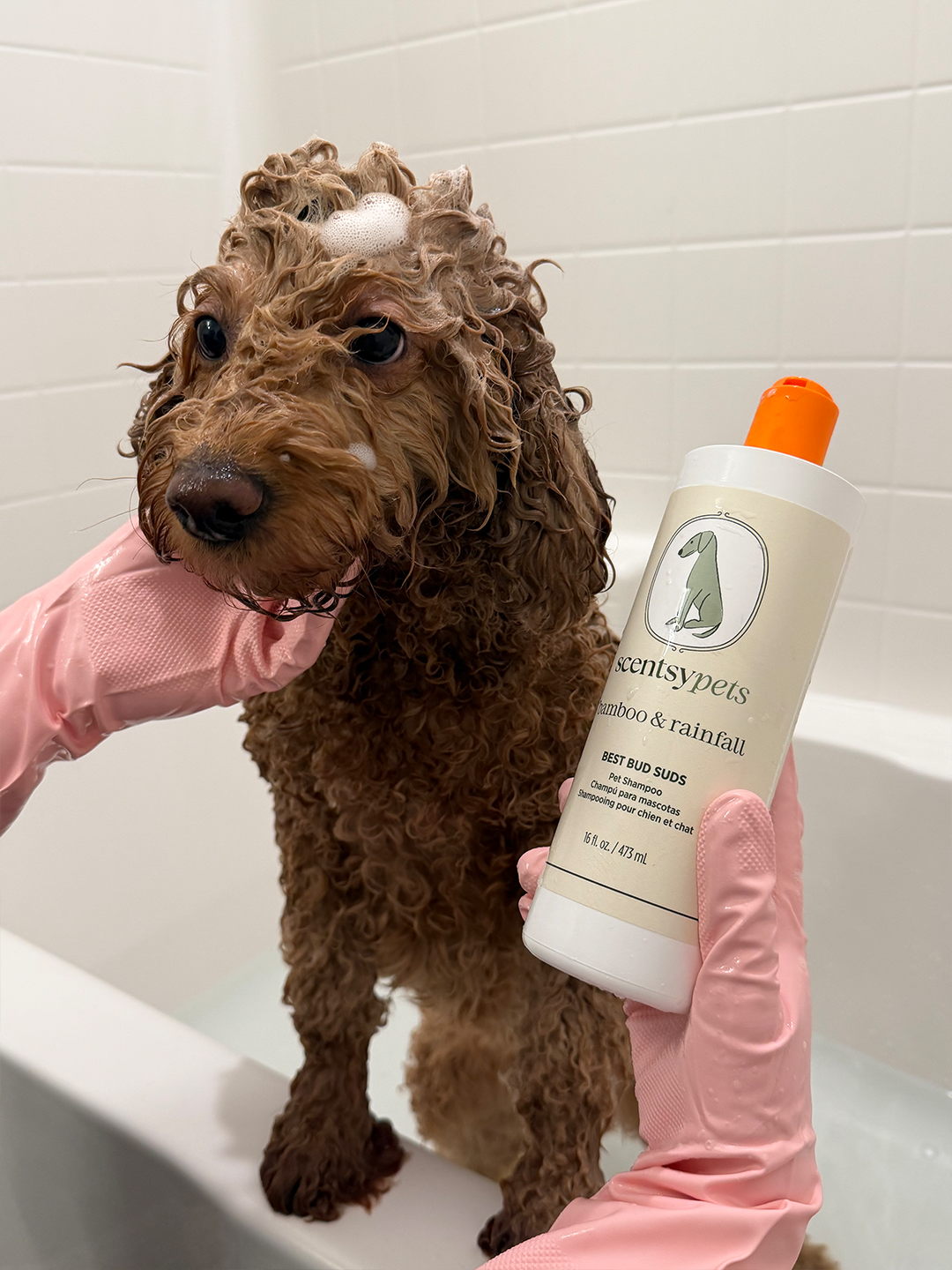 Scentsy Pets Bamboo & Rainfall dog shampoo being used during bath time with curly brown dog in tub