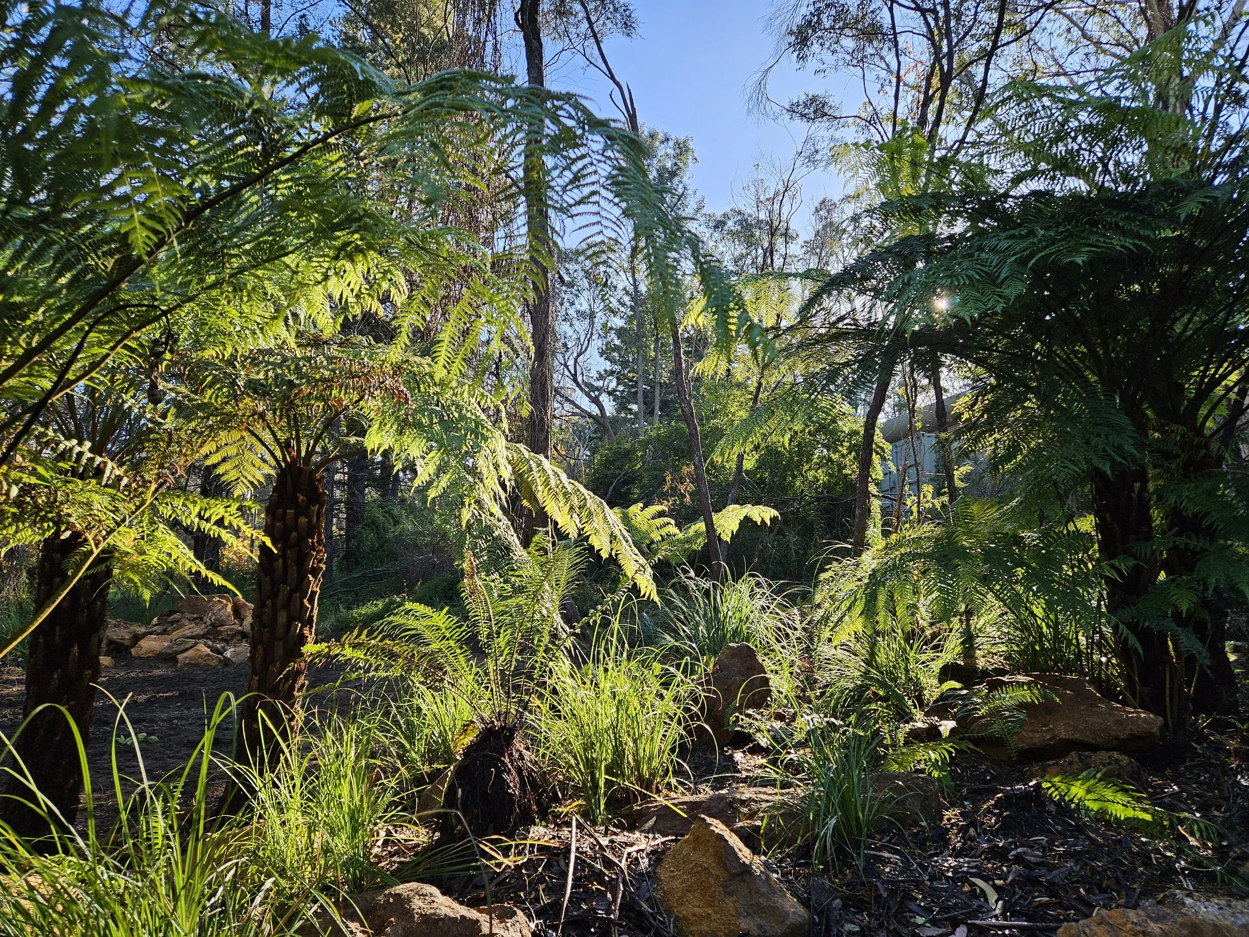 Lush green forest with ferns and trees under sunlight.