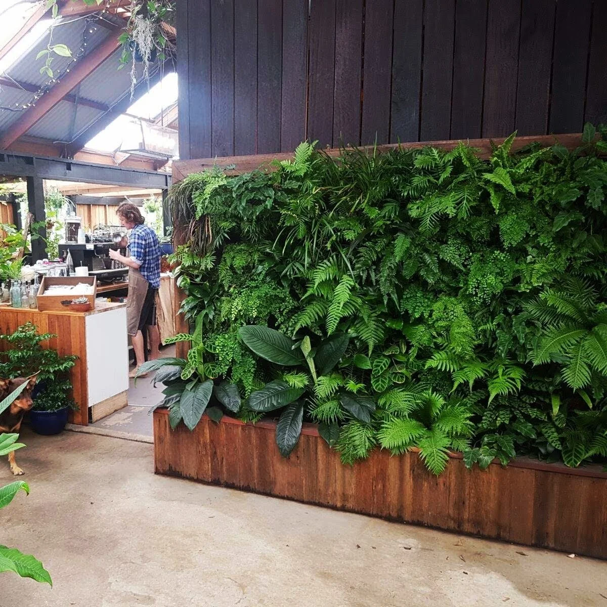 Indoor cafe with a green vertical garden wall, wooden decor, and a person working at a coffee counter.
