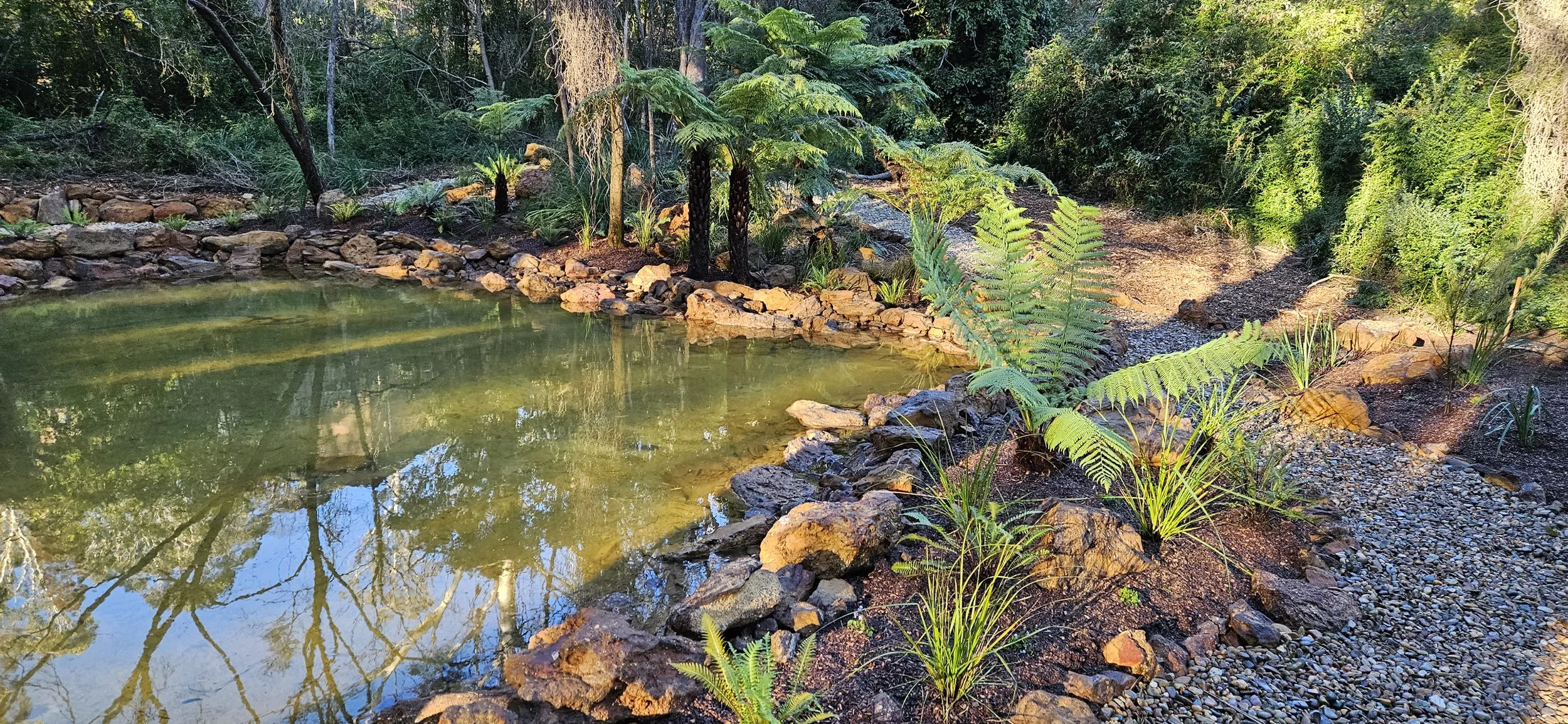 A natural pond surrounded by rocks and lush greenery, including ferns and trees, with a gravel path and dense forest in the background.