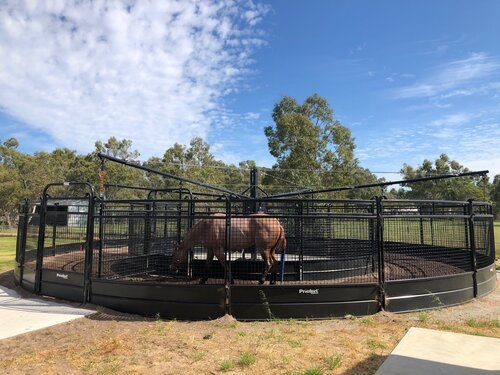 cavallino_equine_02.jpg