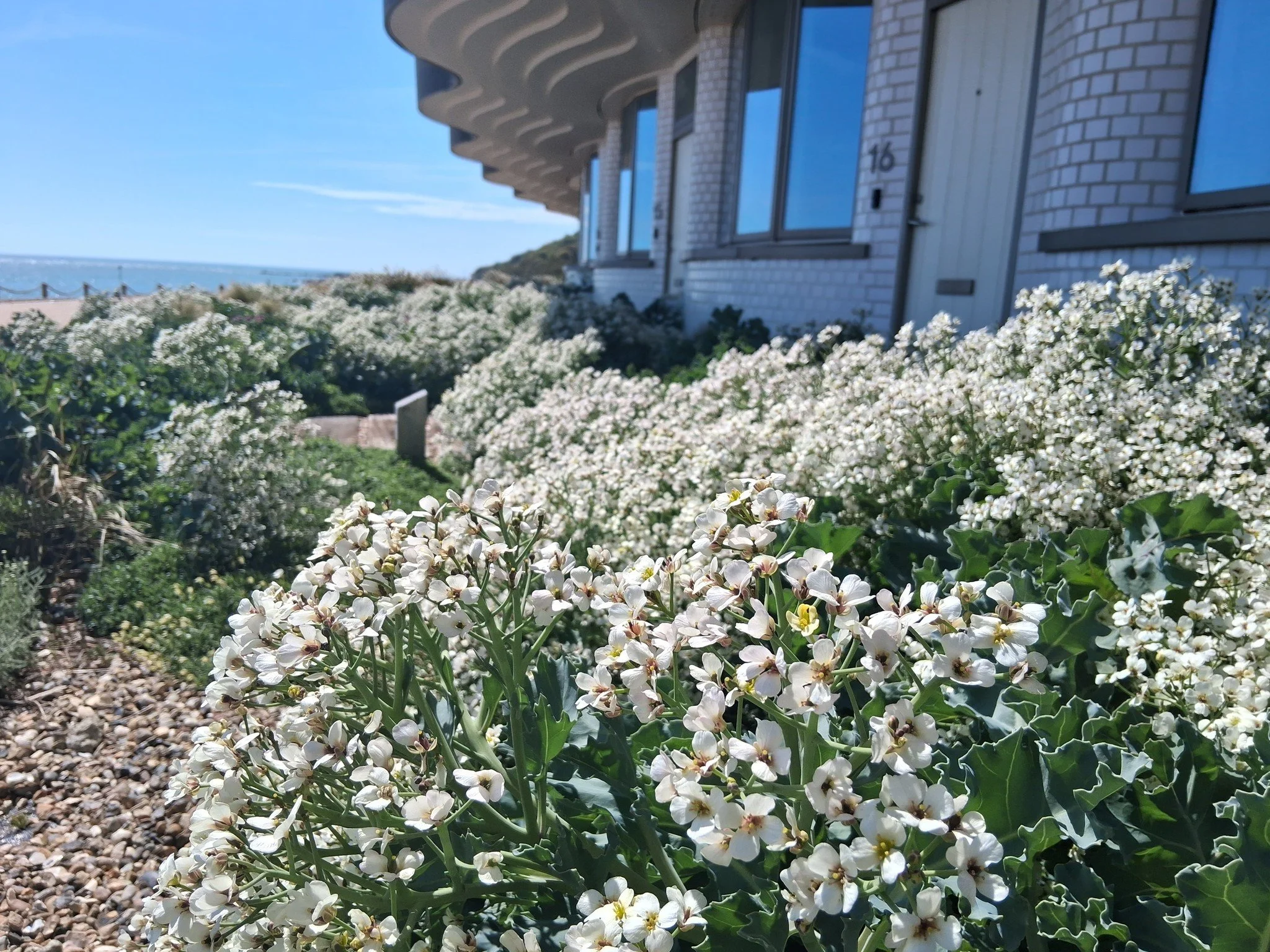Each beach house at Shoreline Folkestone has native planting landscaped by @Spacehub.  Walk out of your front door onto the beach, surrounded by natural beauty.  Our sales office is open over the weekend from 10am to 4pm, come in and say hi!

#shorel