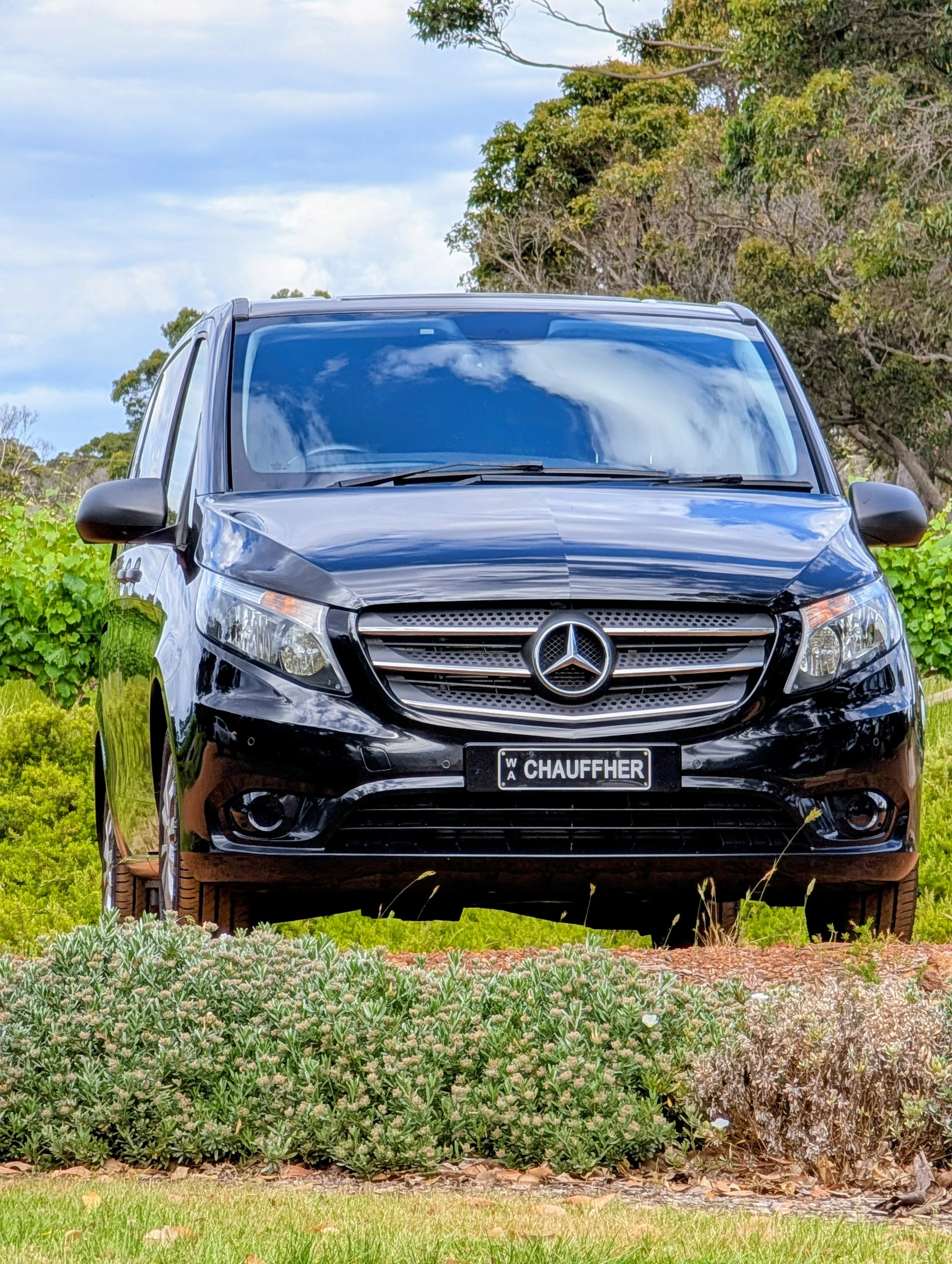 CHAUFFHER Mercedes Valente at Wise Wine