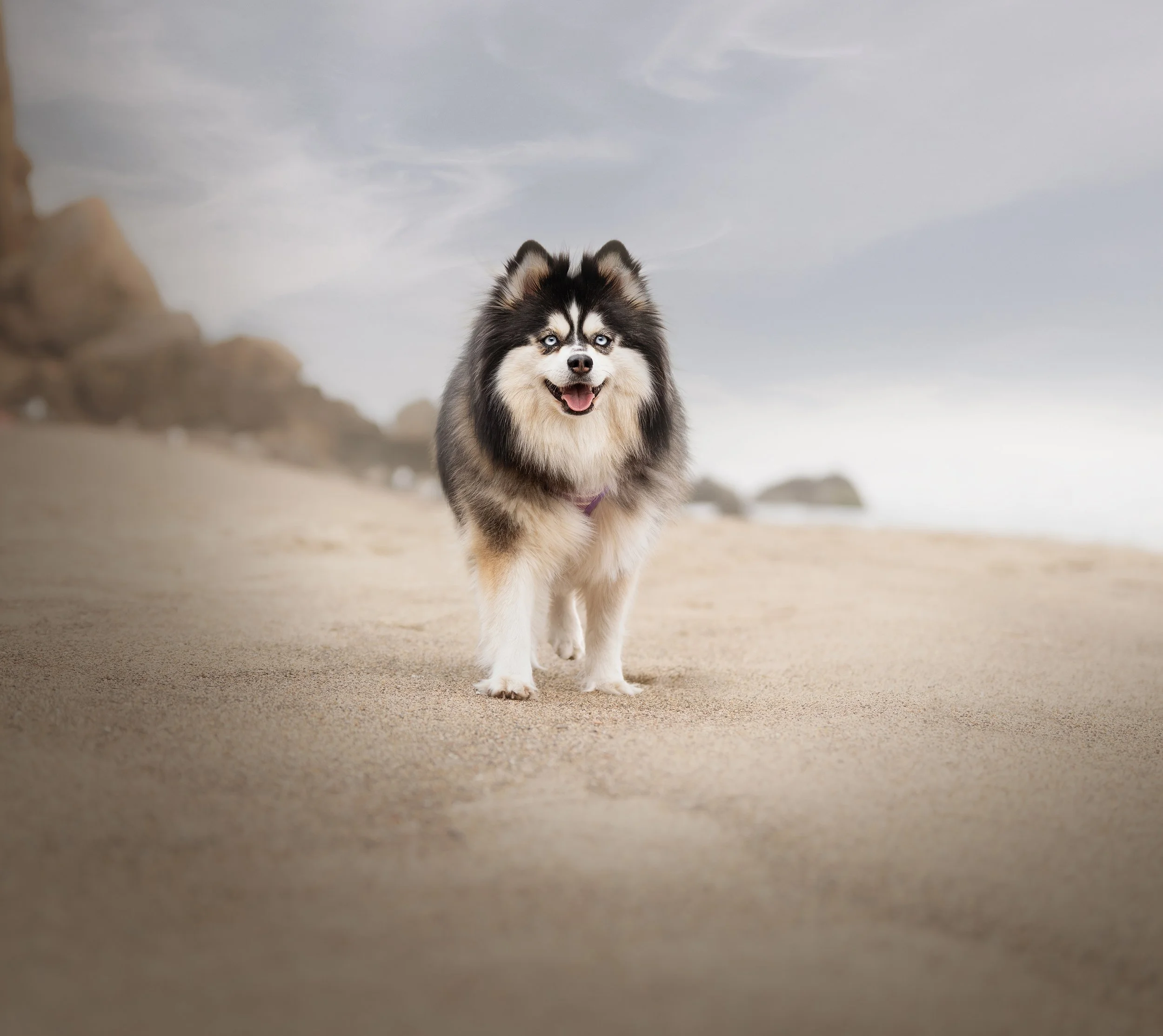 A fluffy black and white Pomeranian Husky mix, Pomsky with striking blue eyes walking on sandy beach with rocks and cloudy sky in the background.