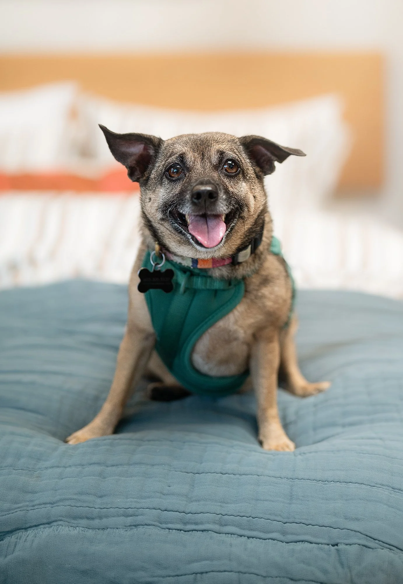 Pepper_Dog_Daze_Web.jpg