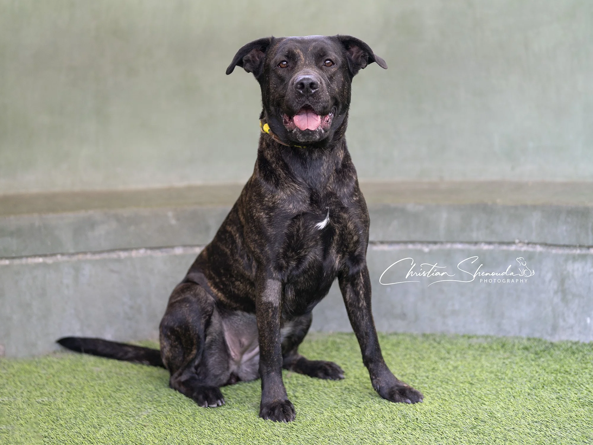Sunny A2193732