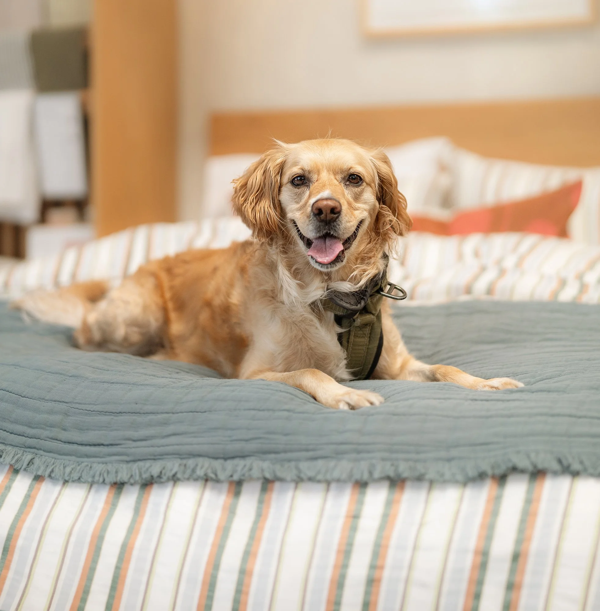 Peanut_Dog_Daze_Web.jpg