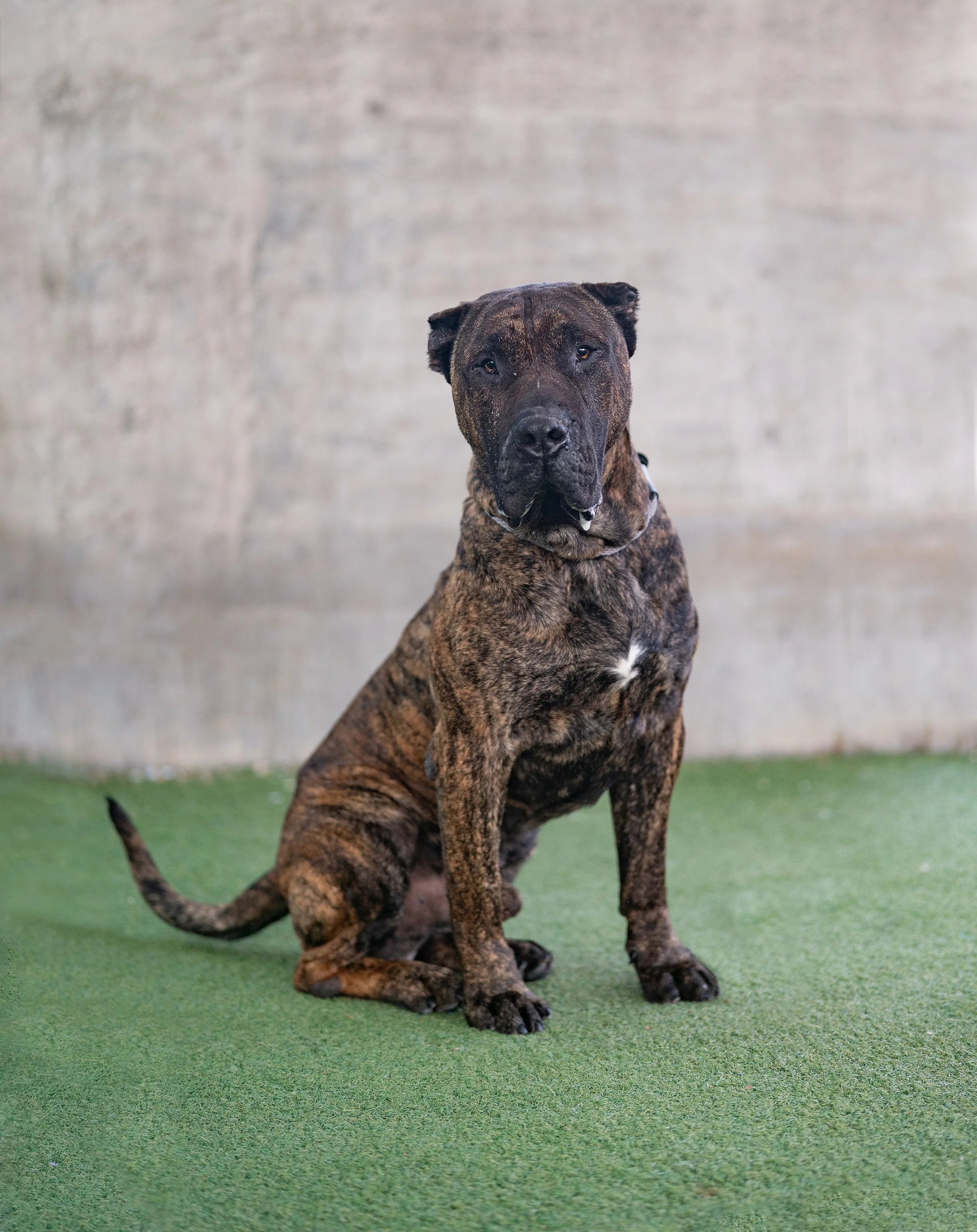 SEQUOIA #A2251917
