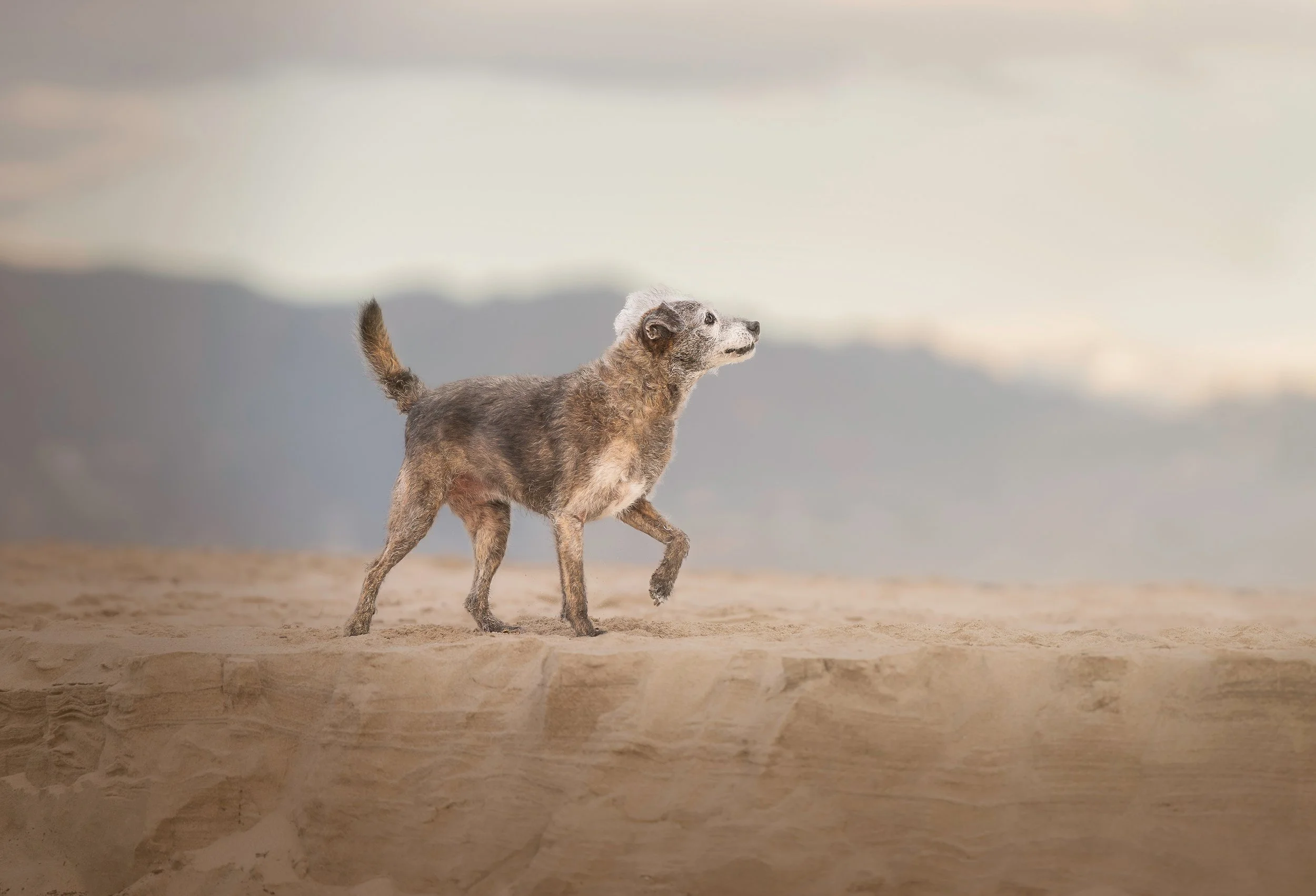 A dog walking on a sandy terrain with mountains and cloudy sky in the background.