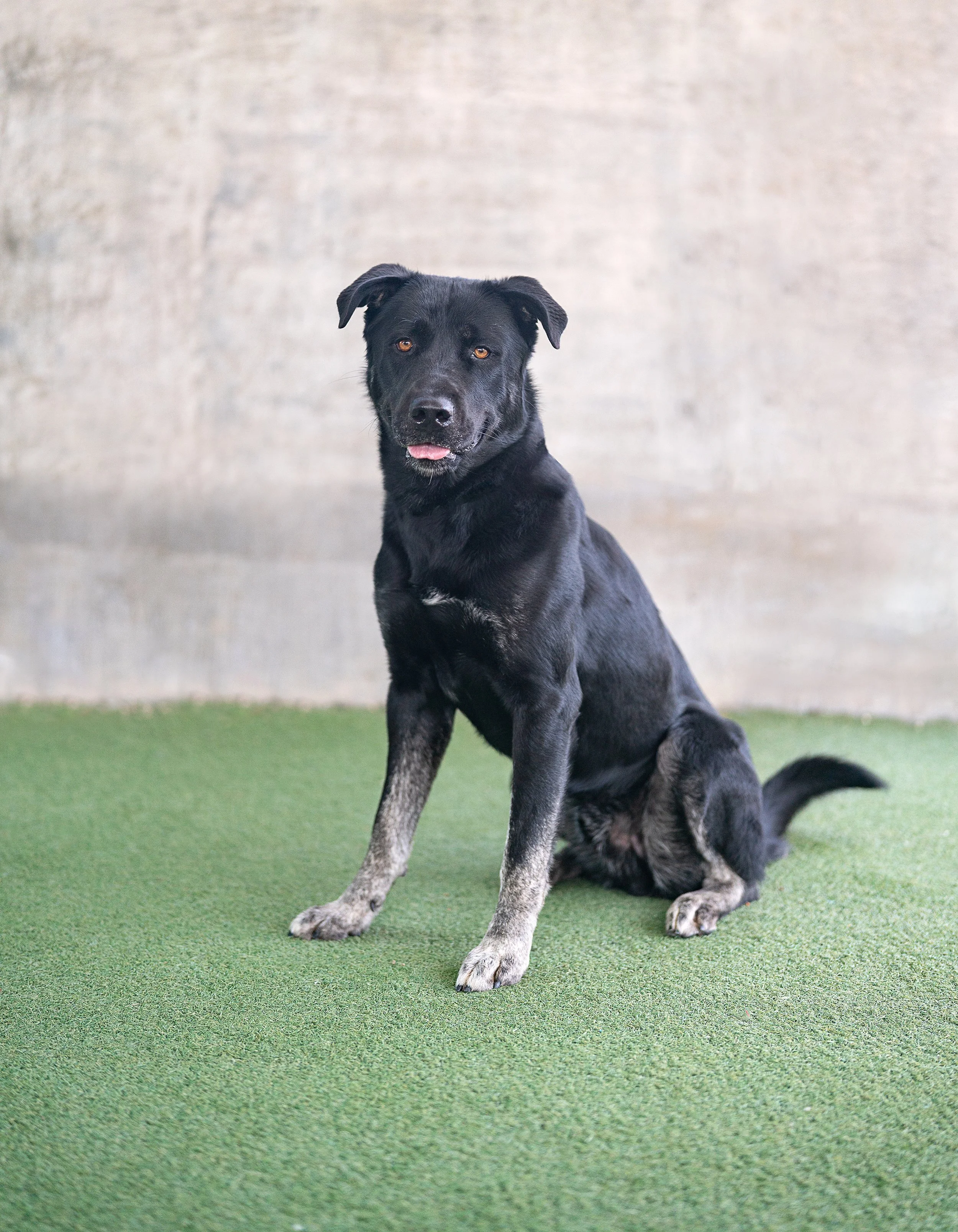 CLETUS #A2244567