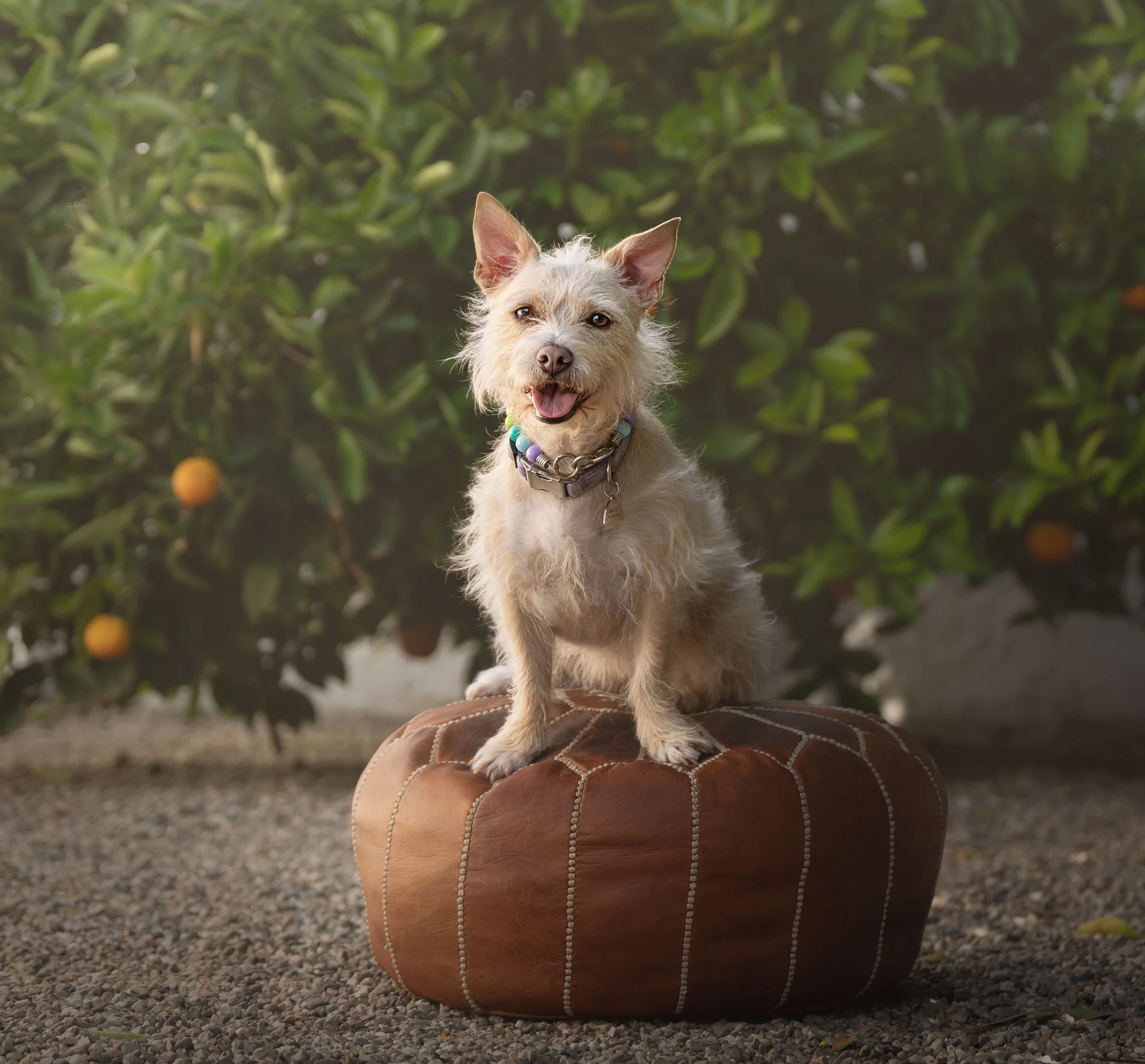 A small, light-colored dog with pointy ears and a collar is standing on a person's hand, with a green leafy background.