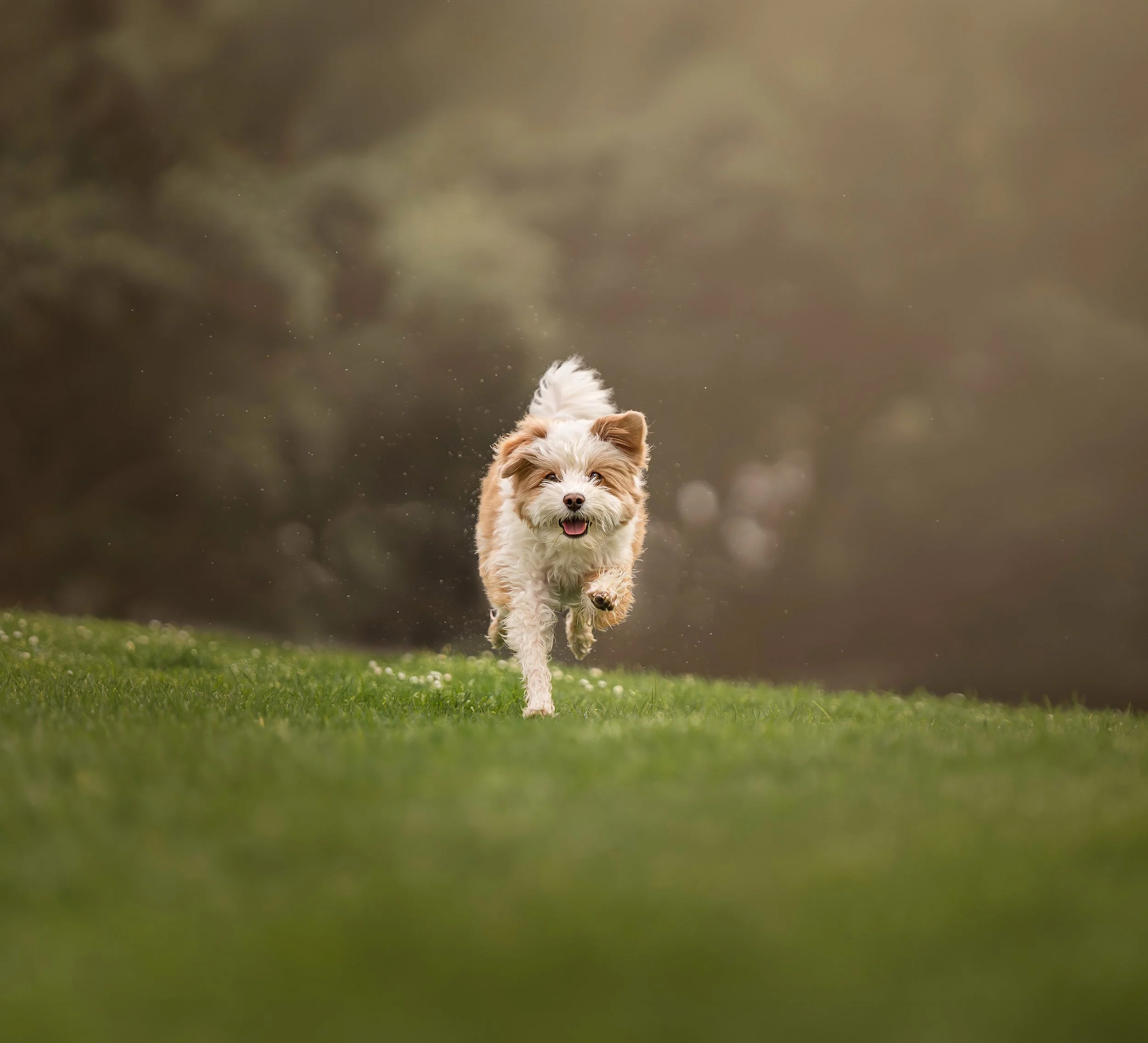 A tan and white French Bulldog standing on a log in a lush, green forest with foliage and trees in the background.