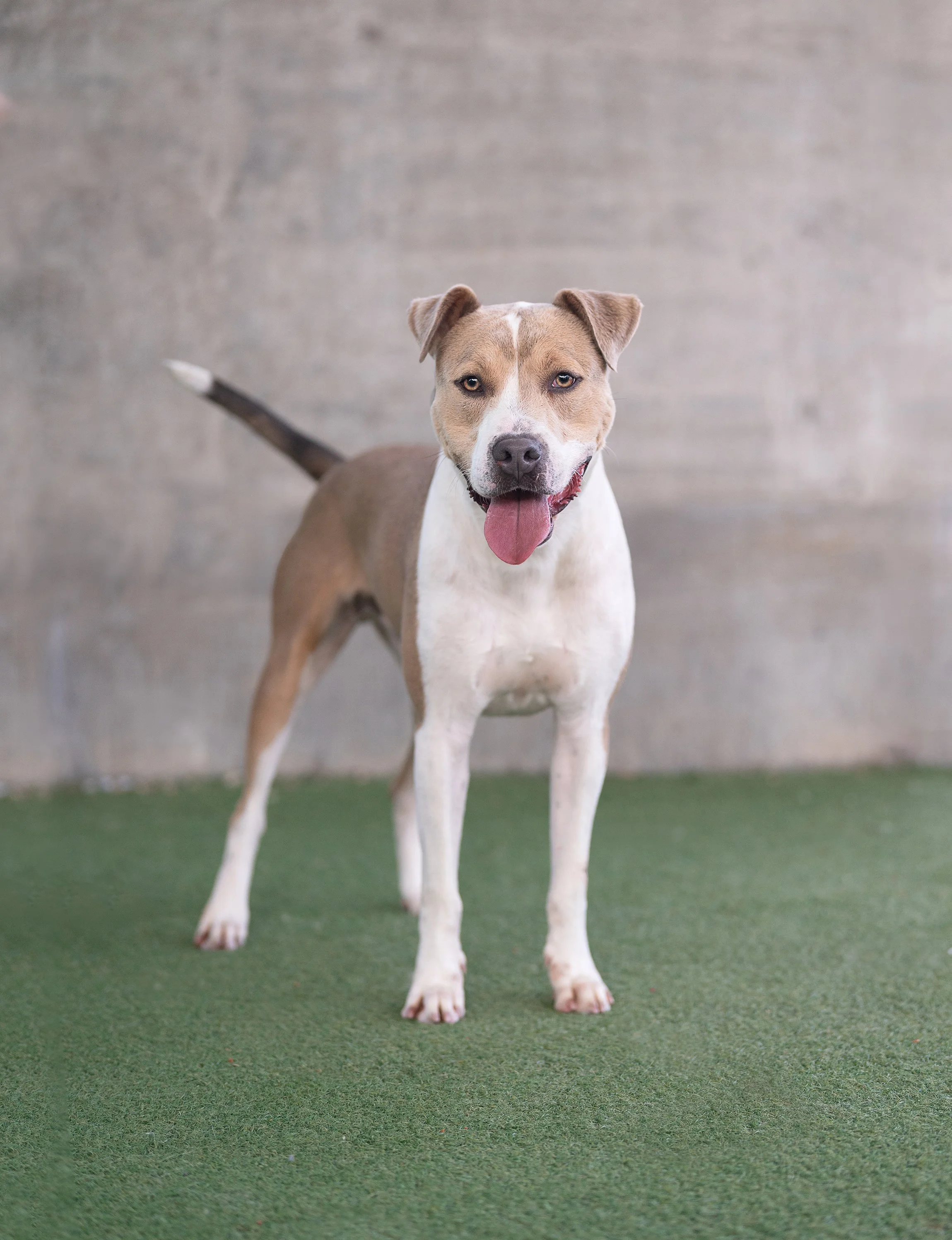 ZEUS #A2217358