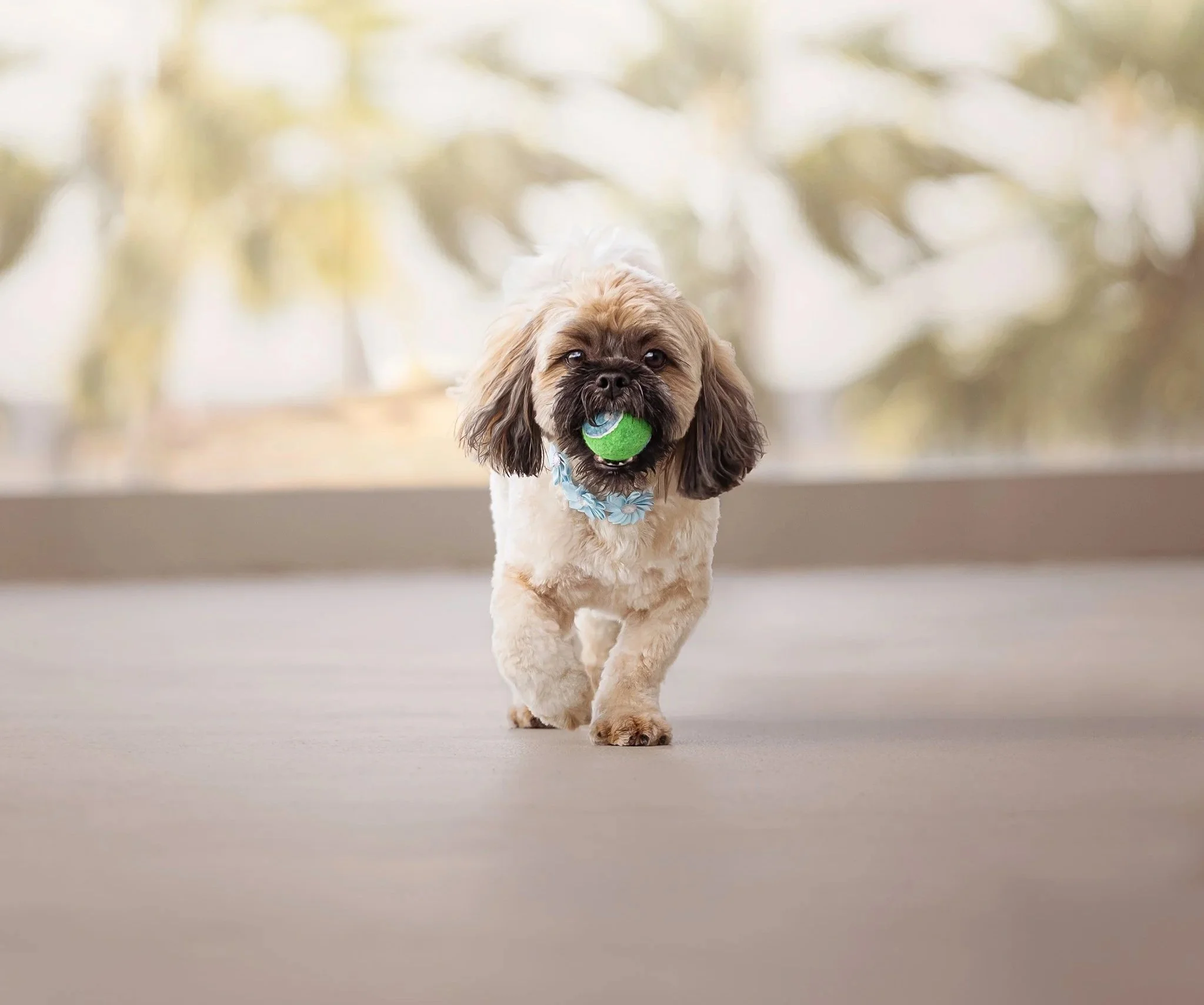 A small dog with curly fur walking indoors, carrying a green tennis ball in its mouth, wearing a blue floral collar, with a blurred background of light-colored outdoors.
