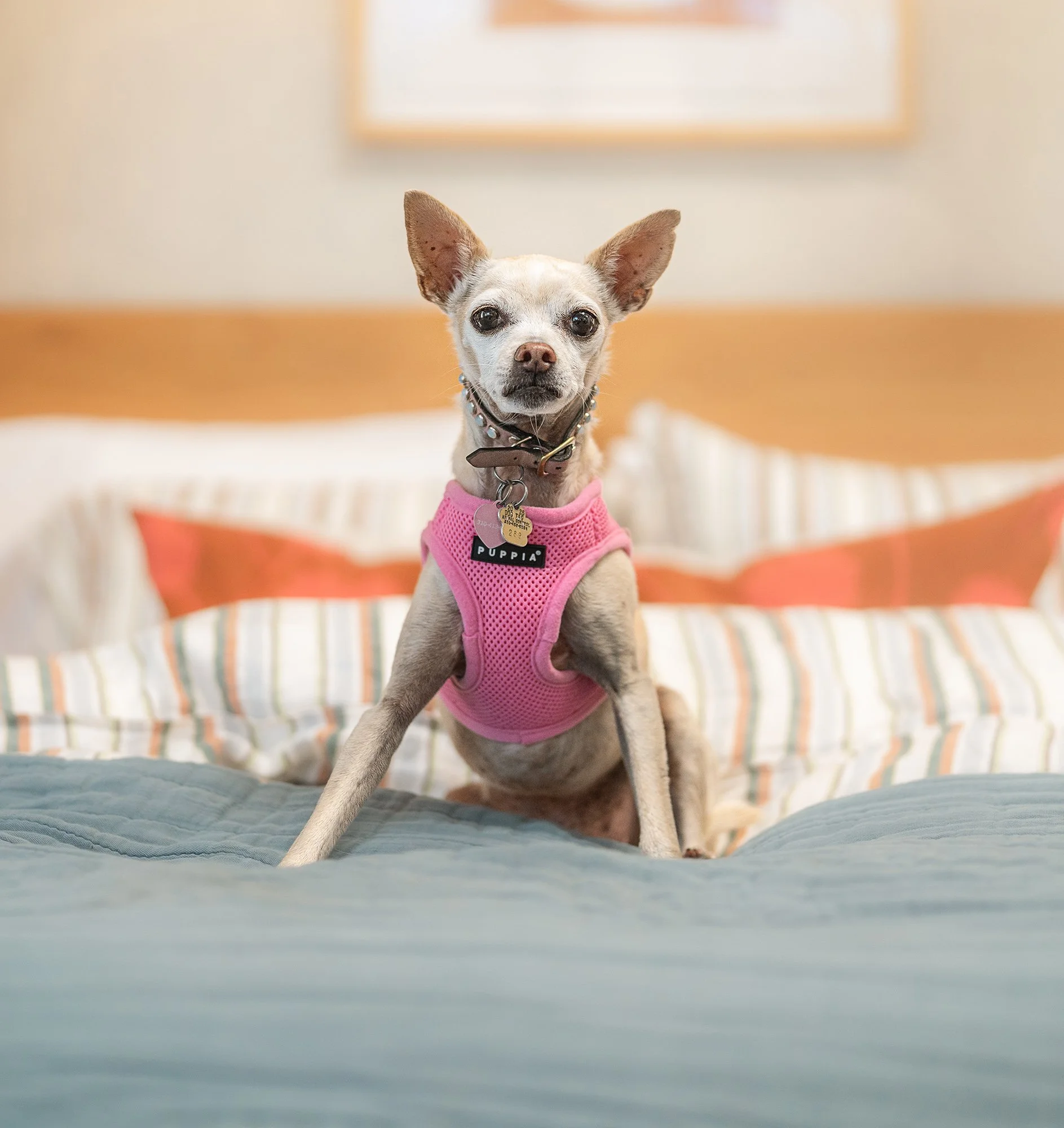 Annabelle - Dog Daze of Summer 8×10 Fine-Art Print + Digital