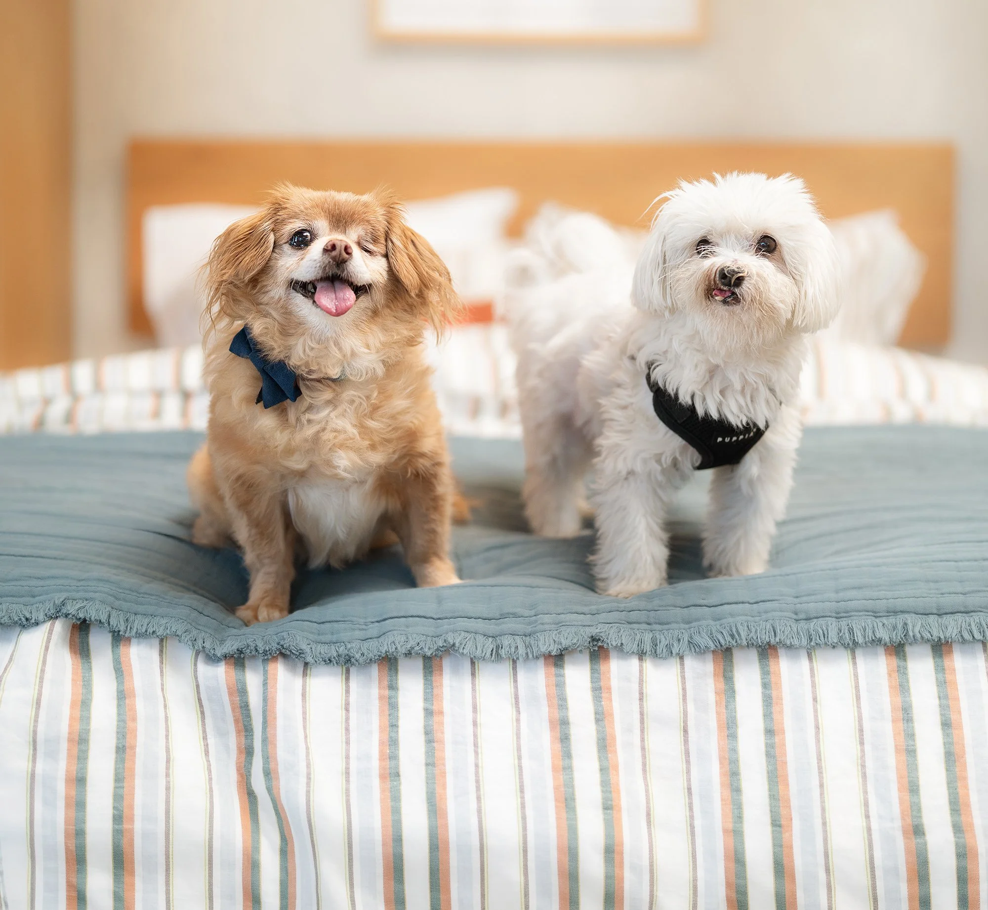 Lexi & Coco - Dog Daze of Summer 8×10 Fine-Art Print + Digital
