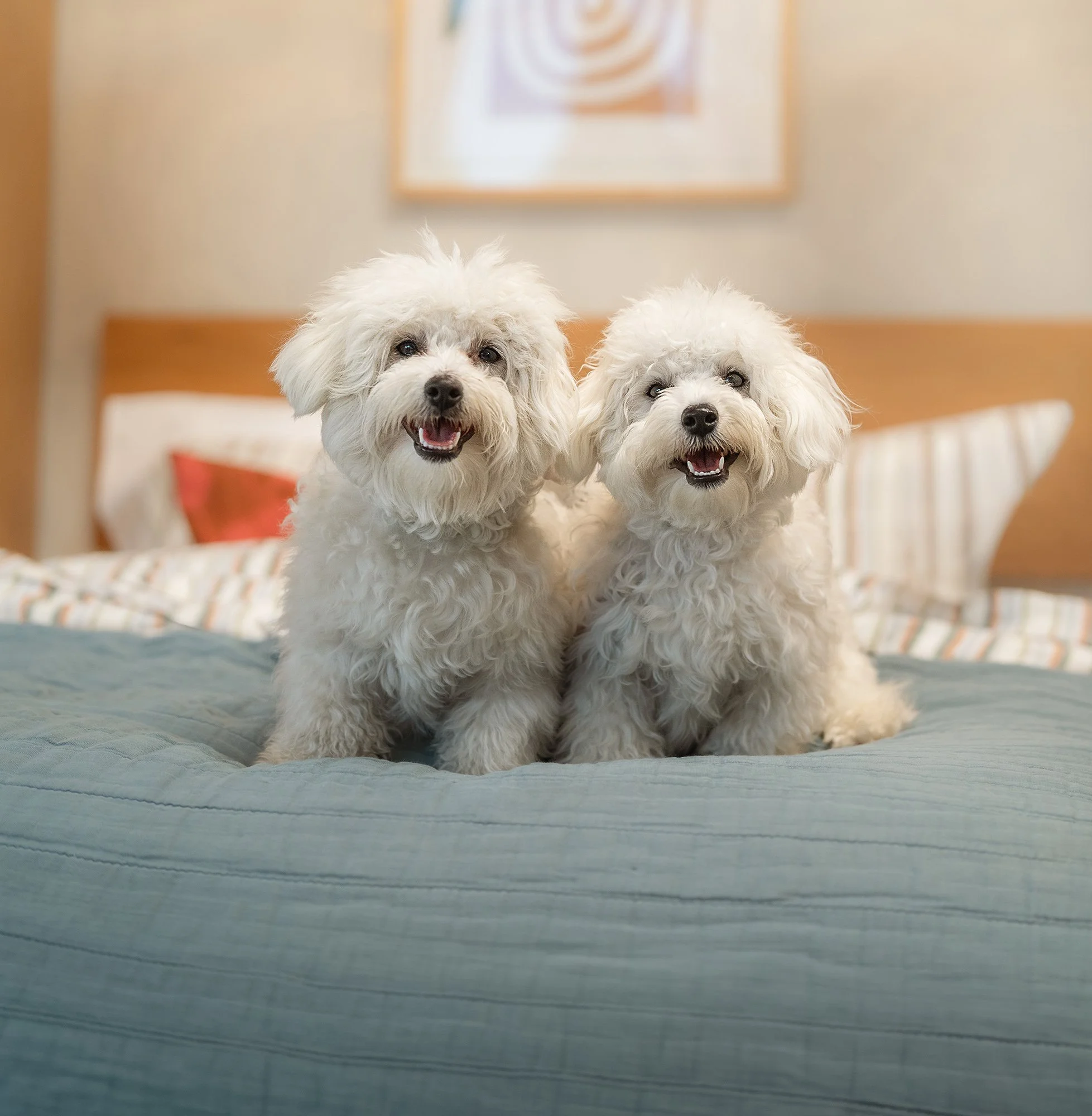 Pancho & Nacho - Dog Daze of Summer 8×10 Fine-Art Print + Digital