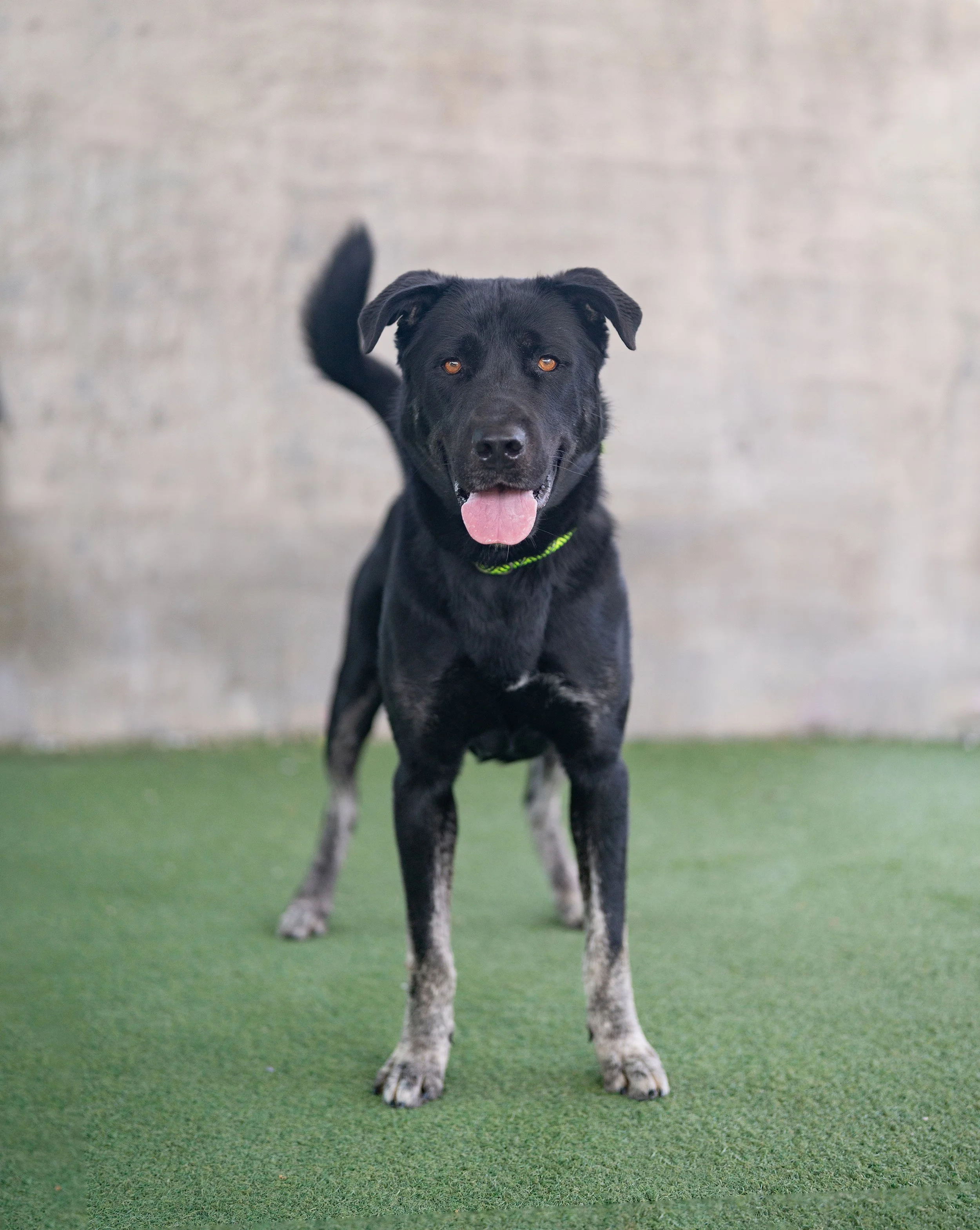 CLETUS #A2244567