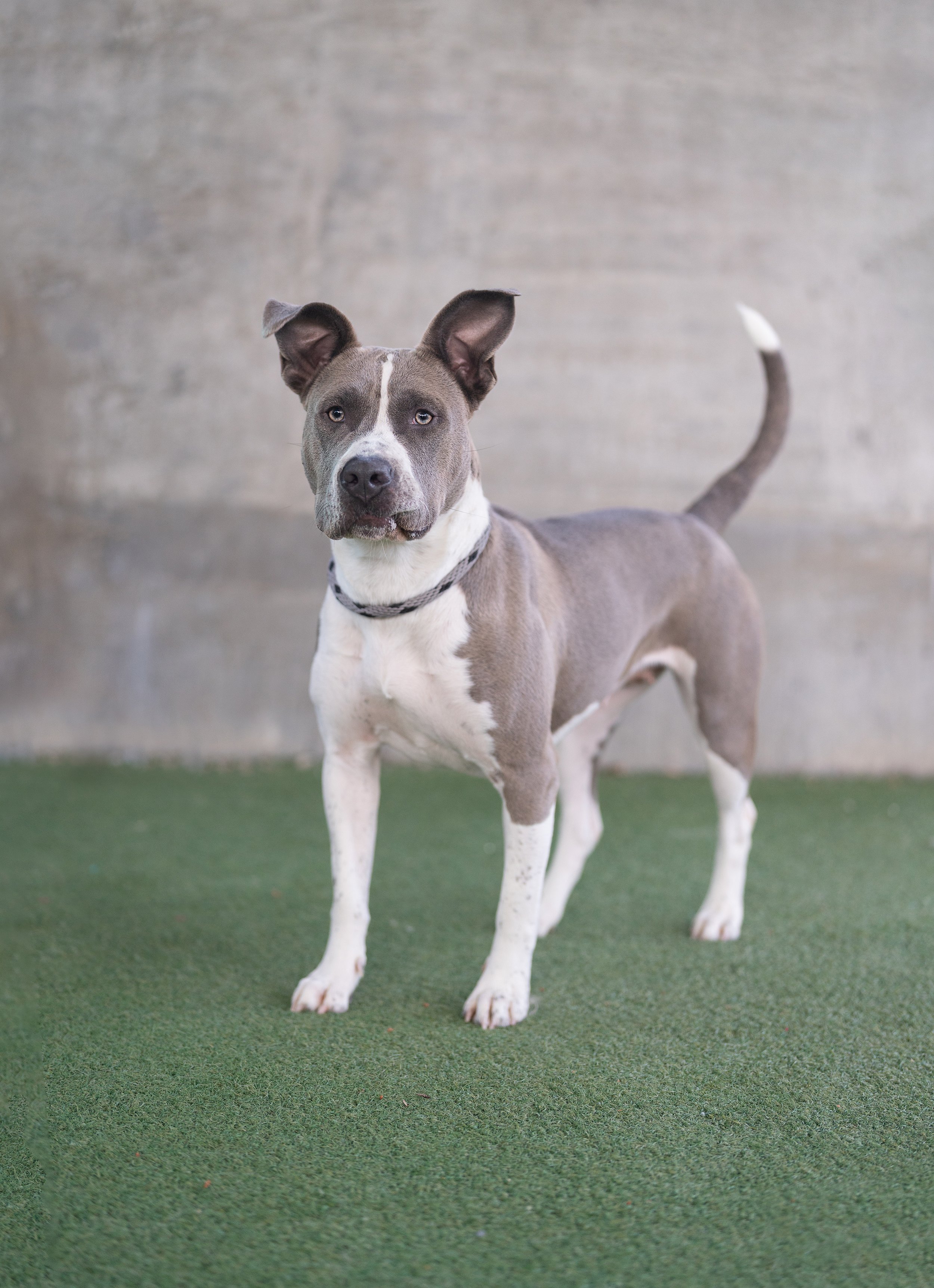 SAPPHIRE #A2247438