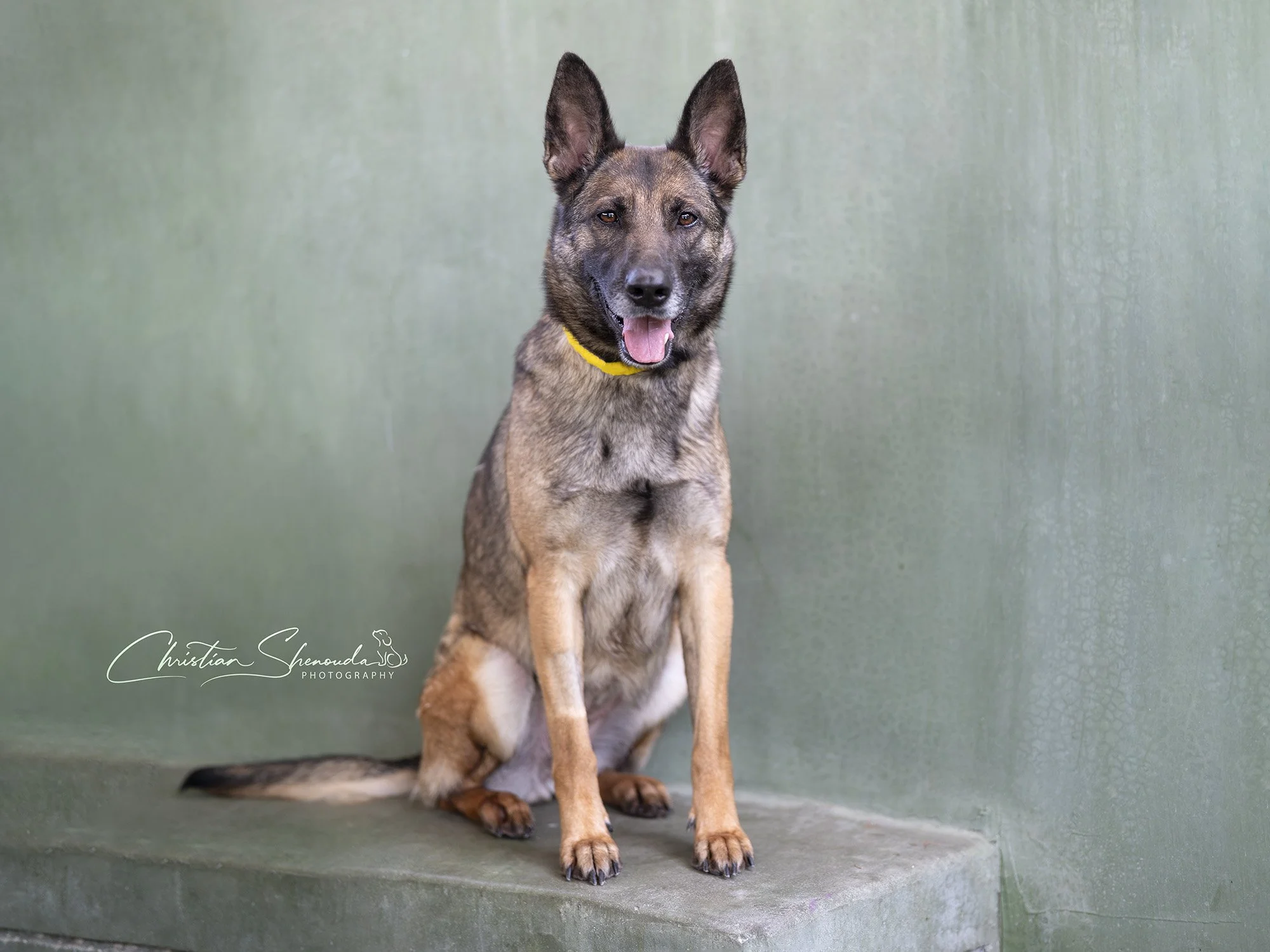Luna A2193305