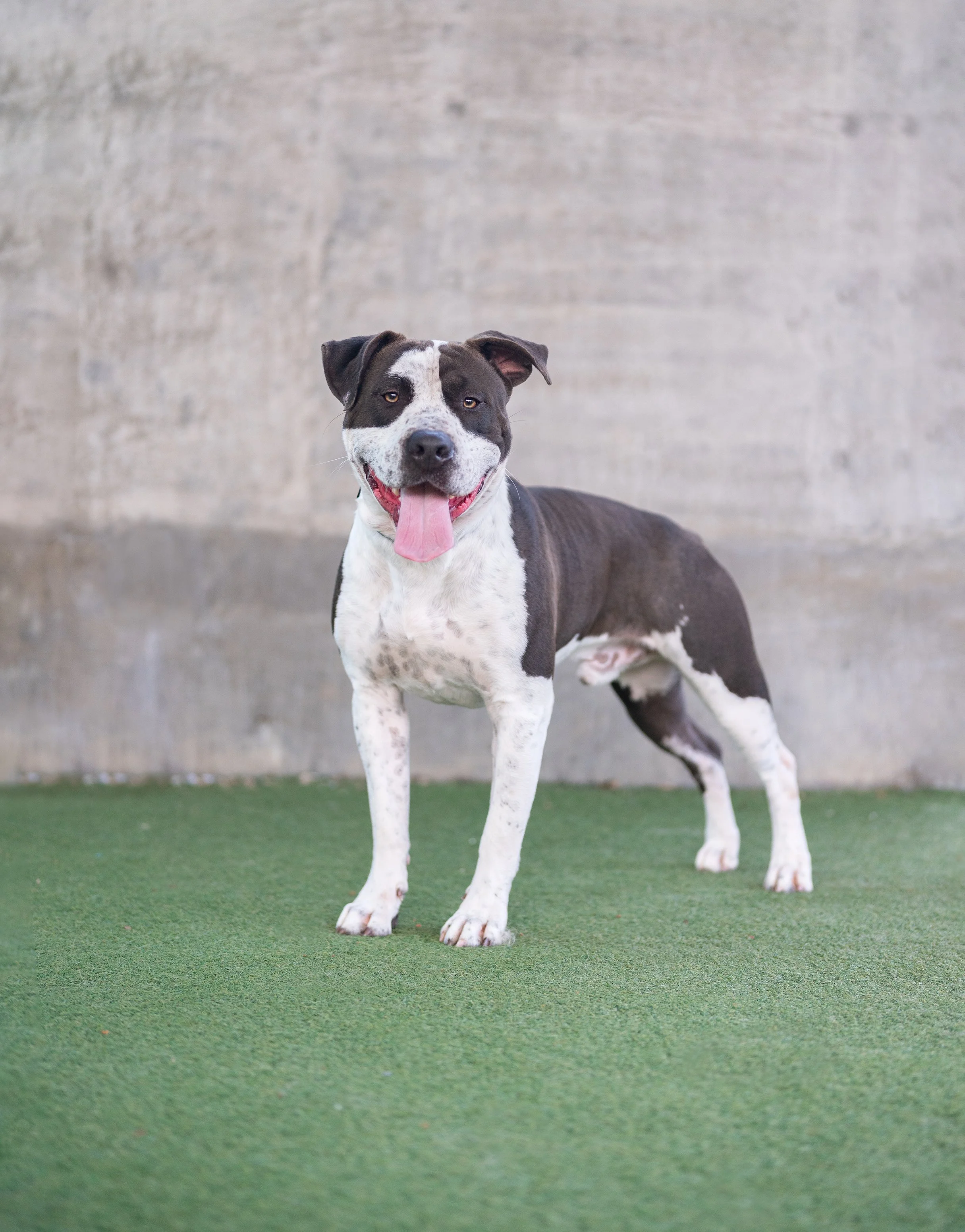 STITCH #A2247439